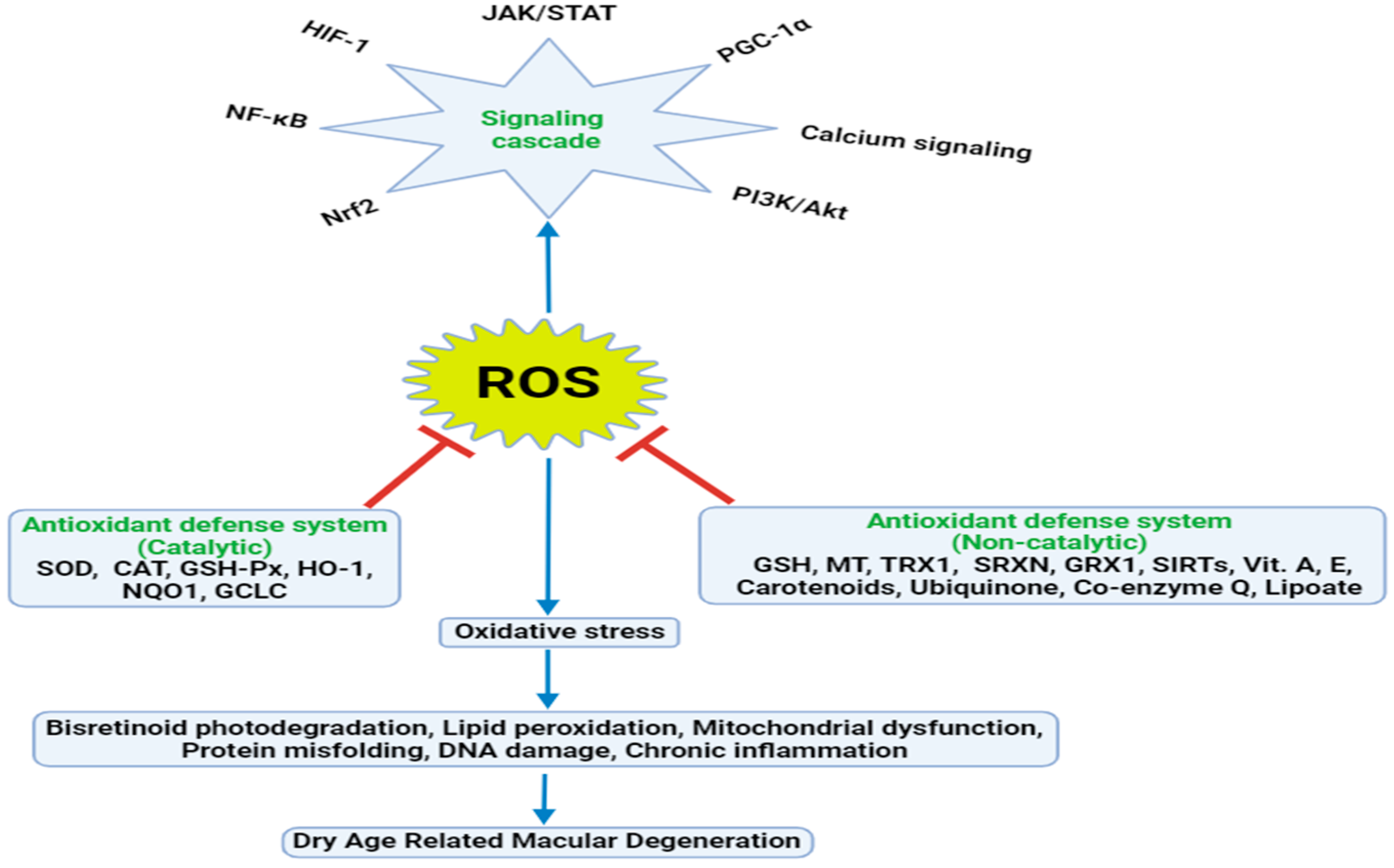 Antioxidants and Mechanistic Insights for Managing Dry Age-Related 