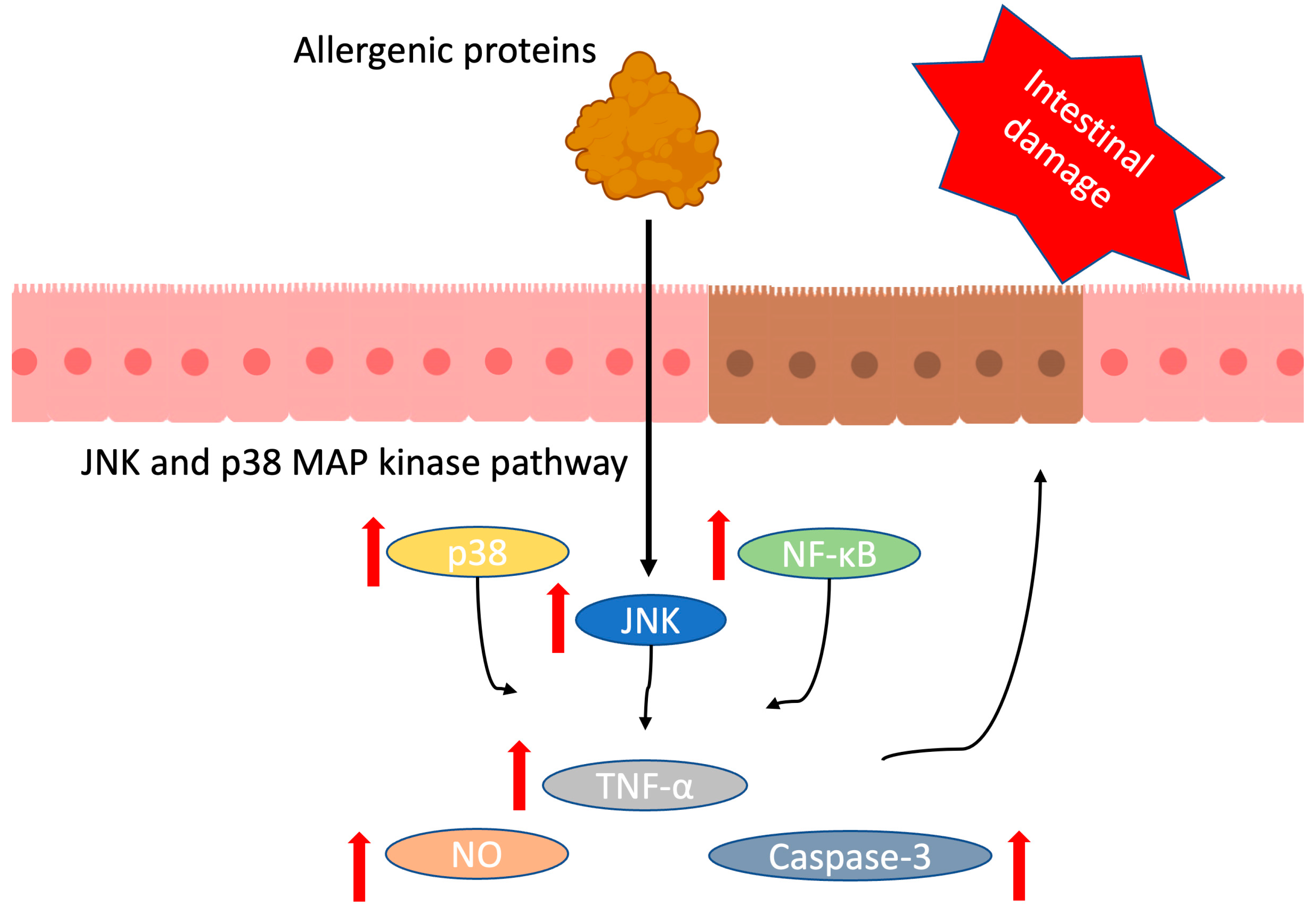 Antioxidants 13 00569 g001