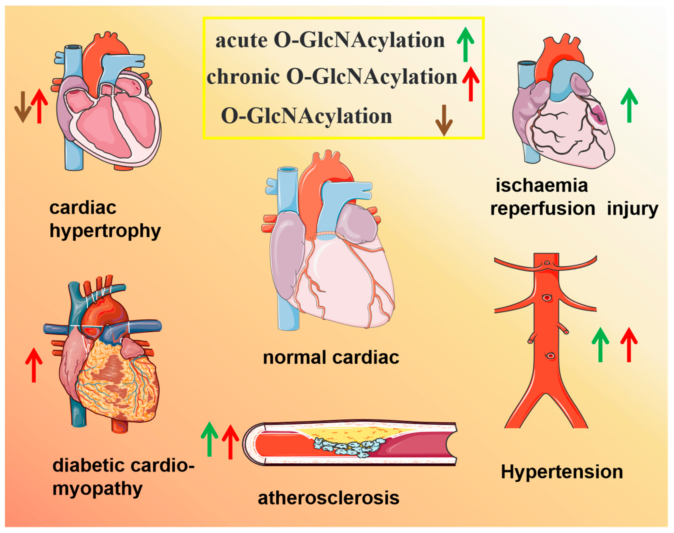 Roles of O-GlcNAcylation in Mitochondrial Homeostasis and