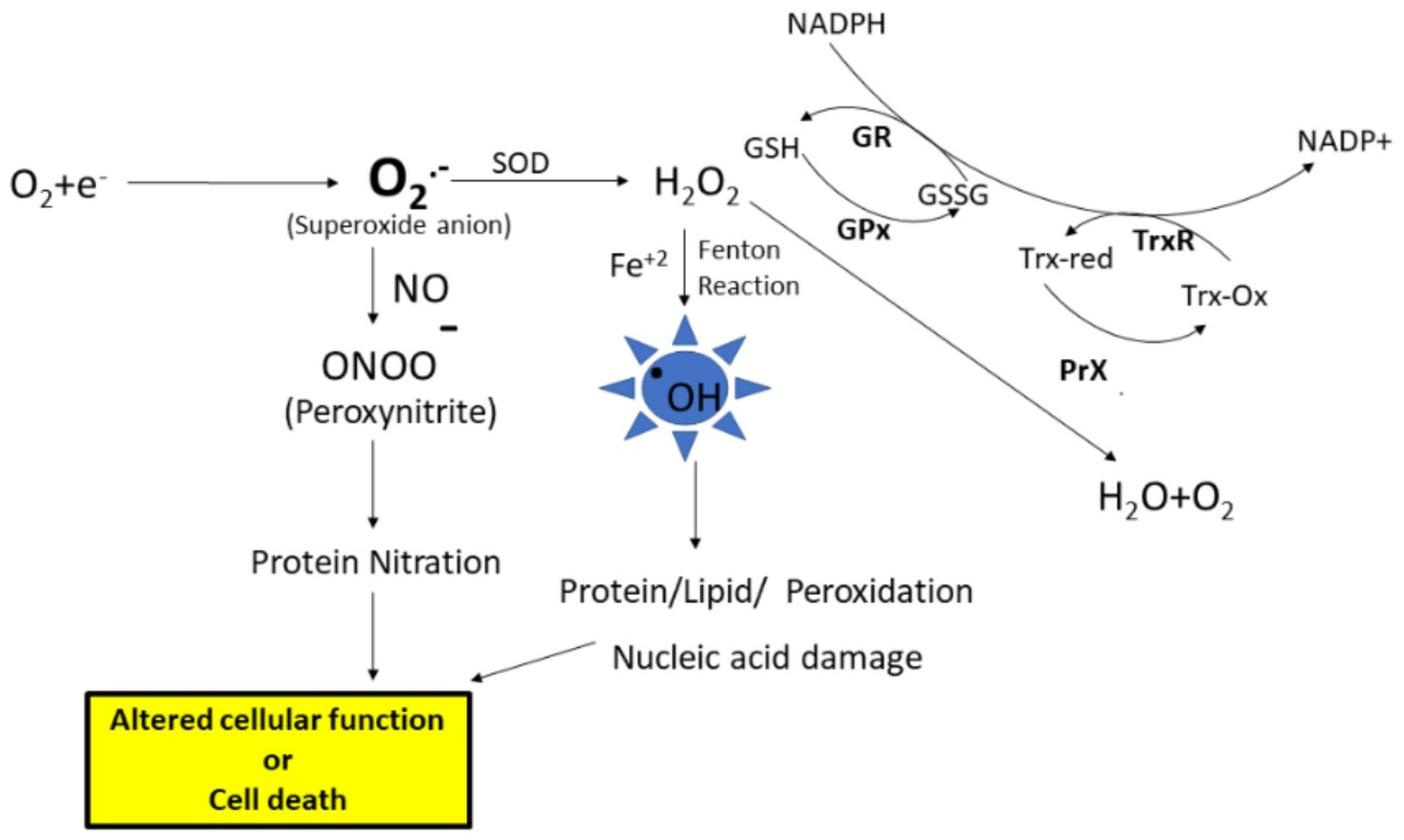 Antioxidants 13 00574 g001 Antioxidants 13 00574 g001