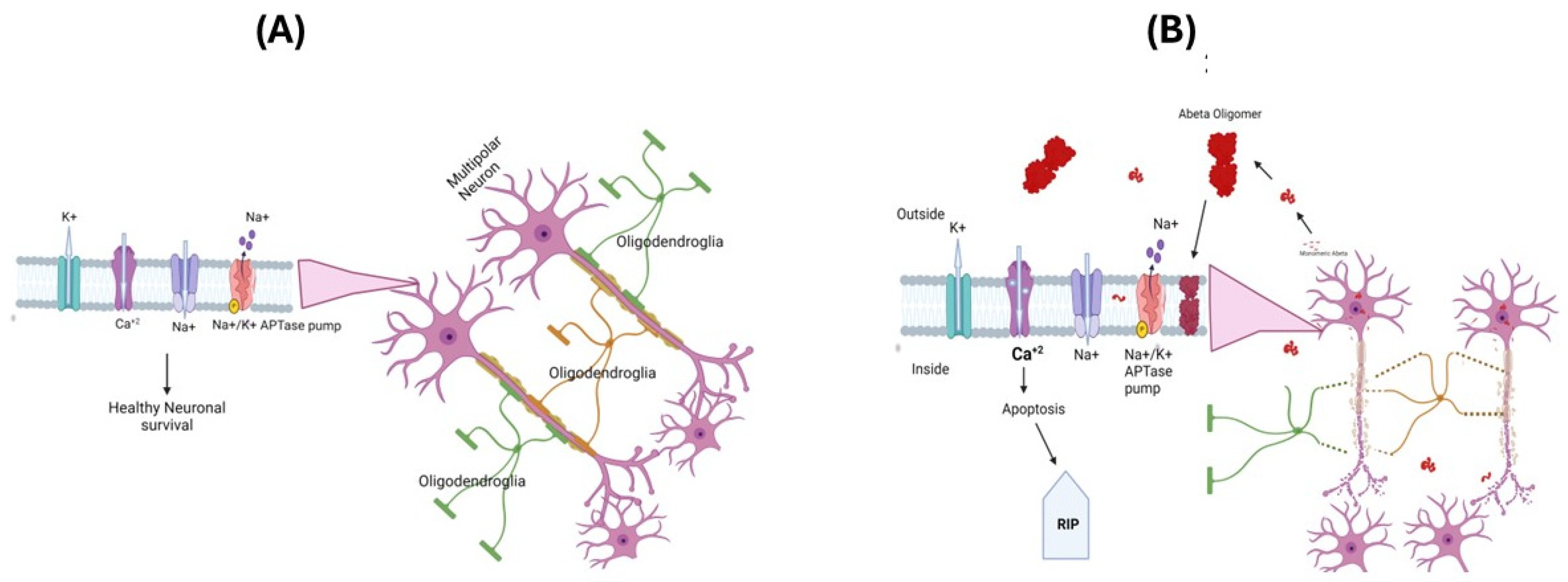 Antioxidants 13 00574 g002 Antioxidants 13 00574 g002