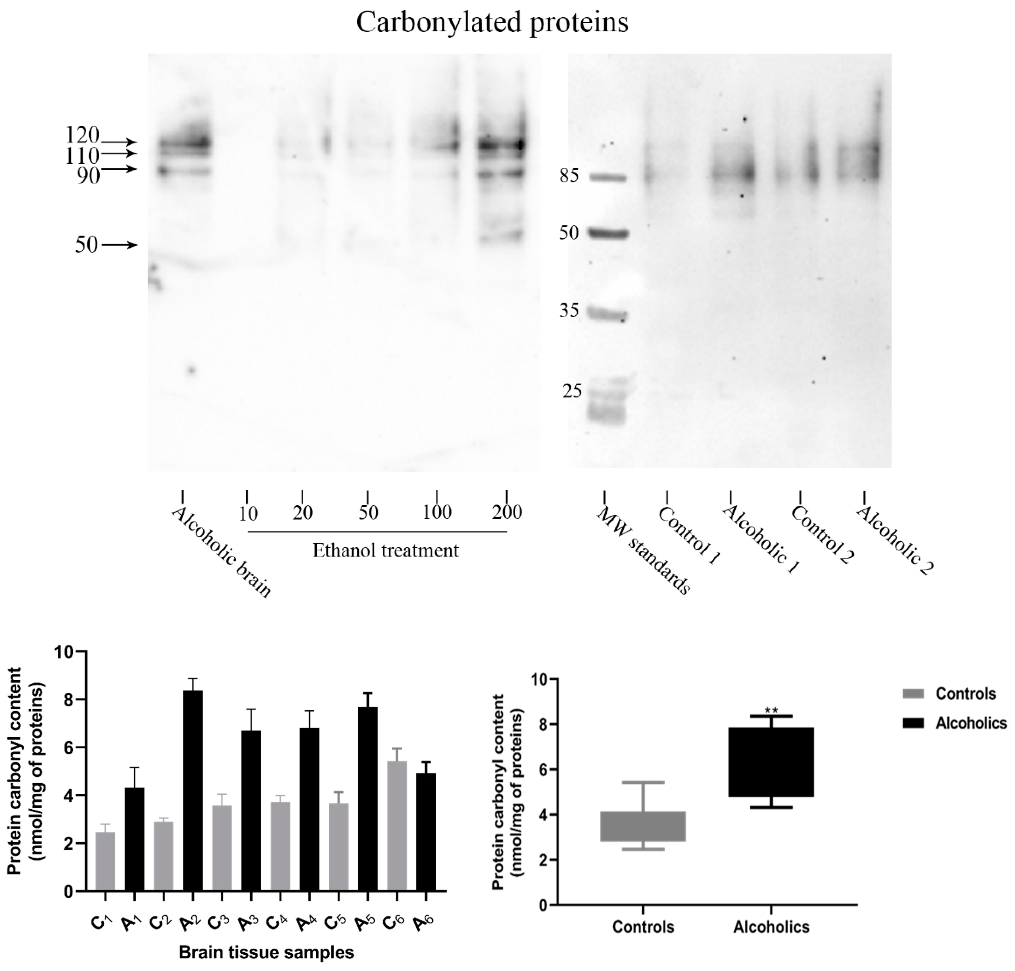 Antioxidants 13 00580 g008