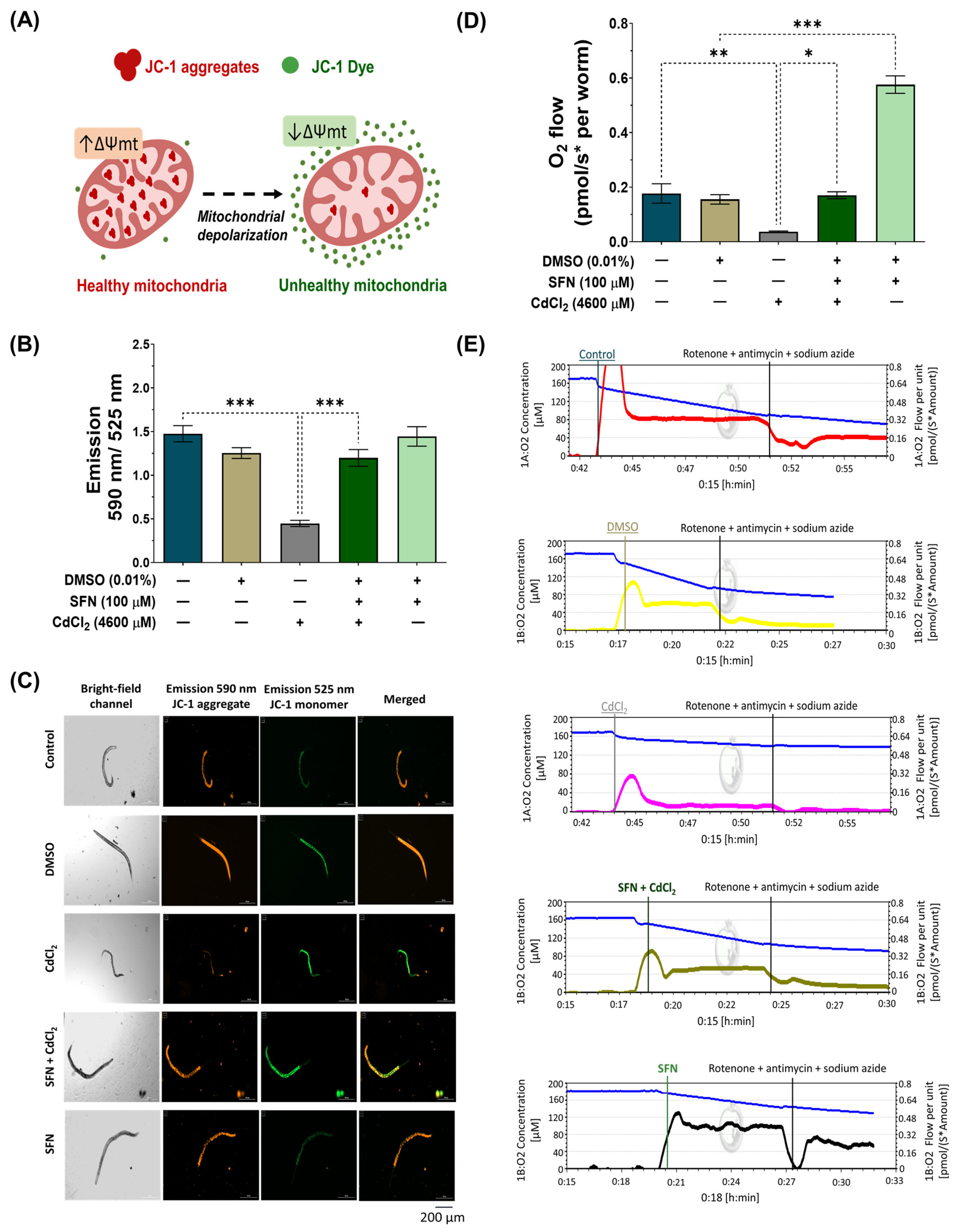Antioxidants 13 00584 g005