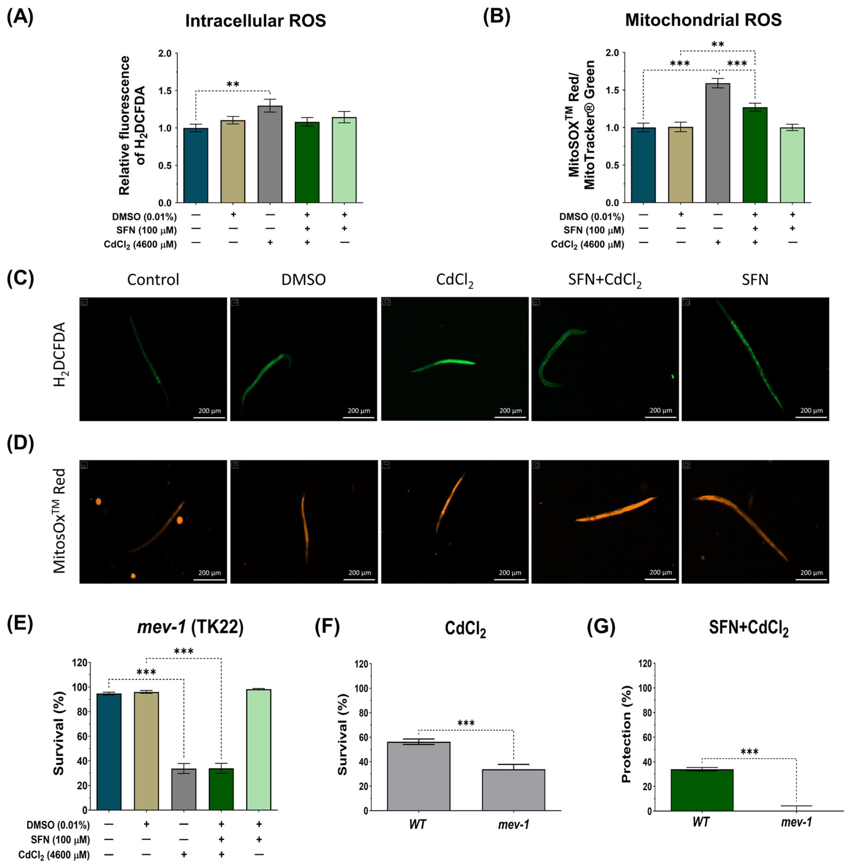 Antioxidants 13 00584 g007