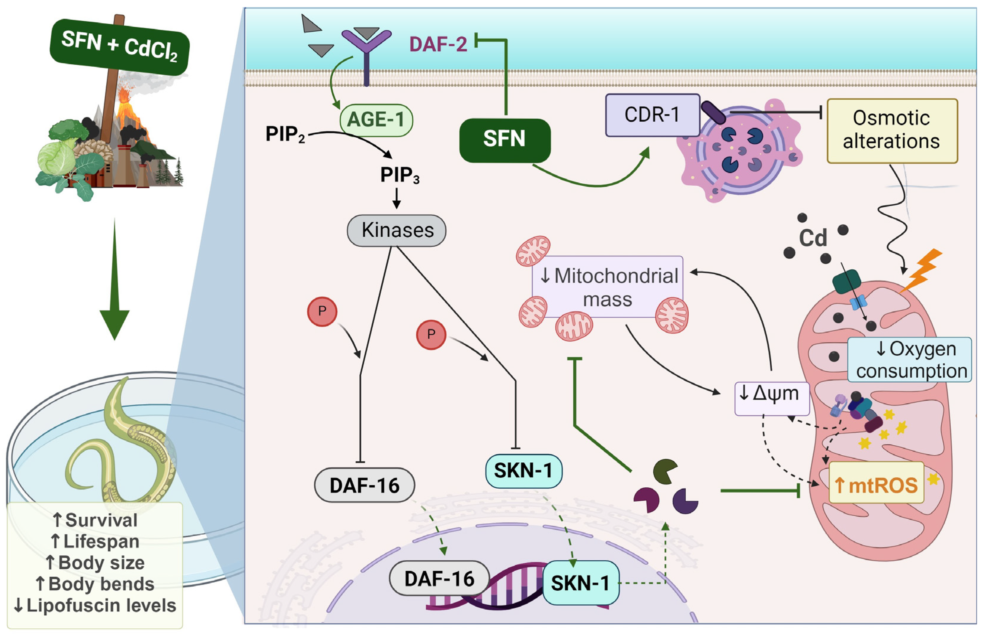 Antioxidants 13 00584 g010