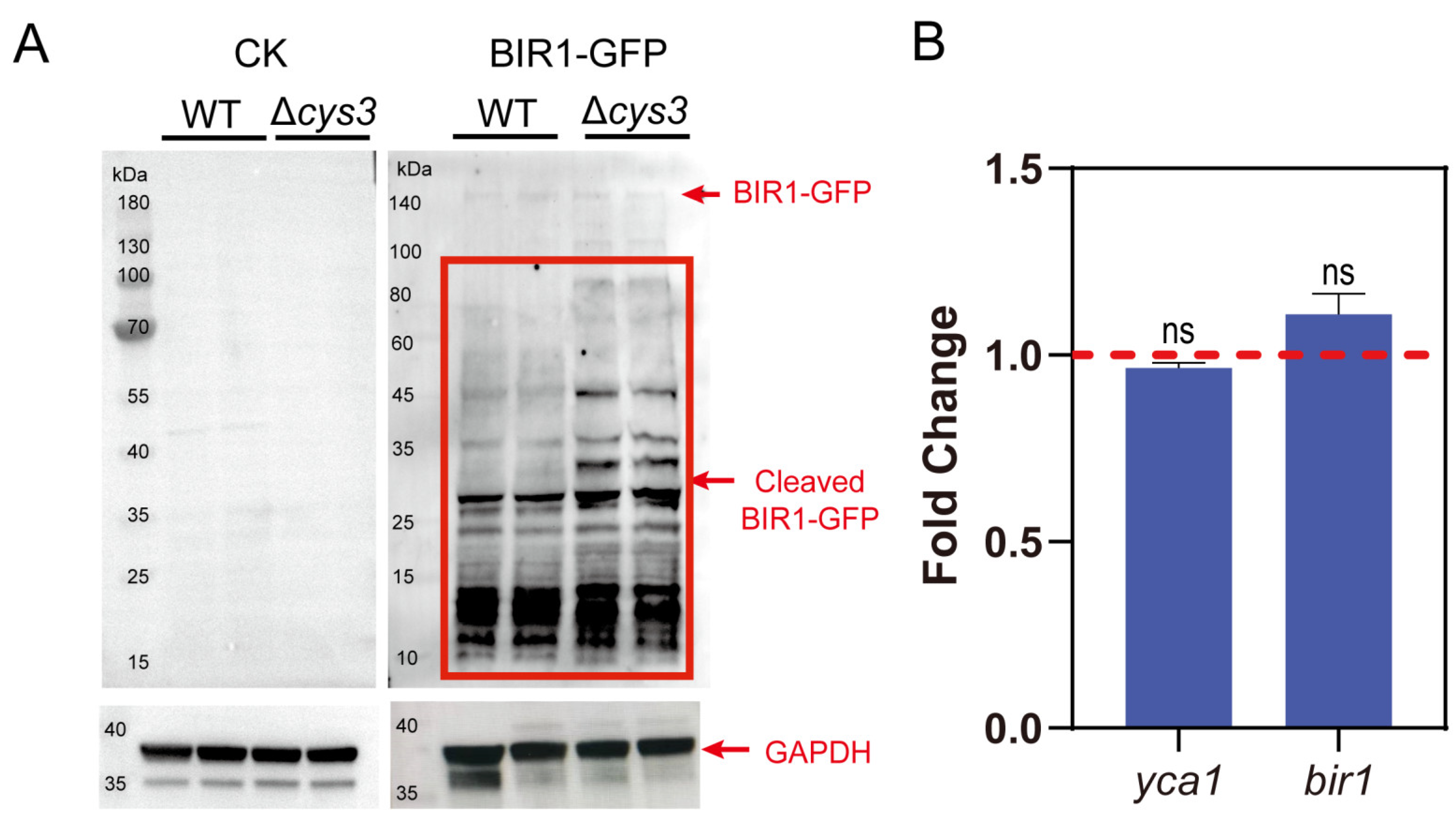 Antioxidants 13 00589 g004