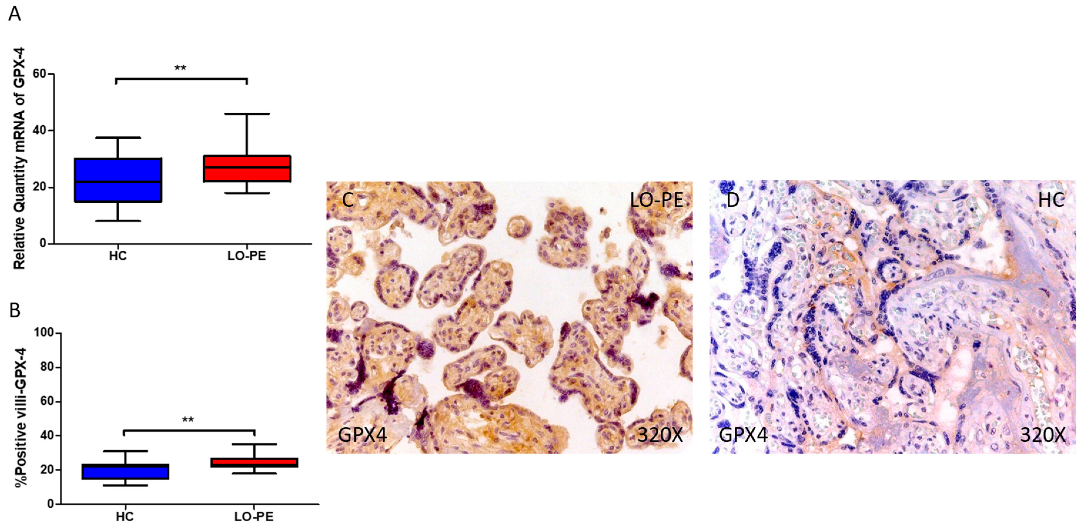 Antioxidants 13 00591 g007