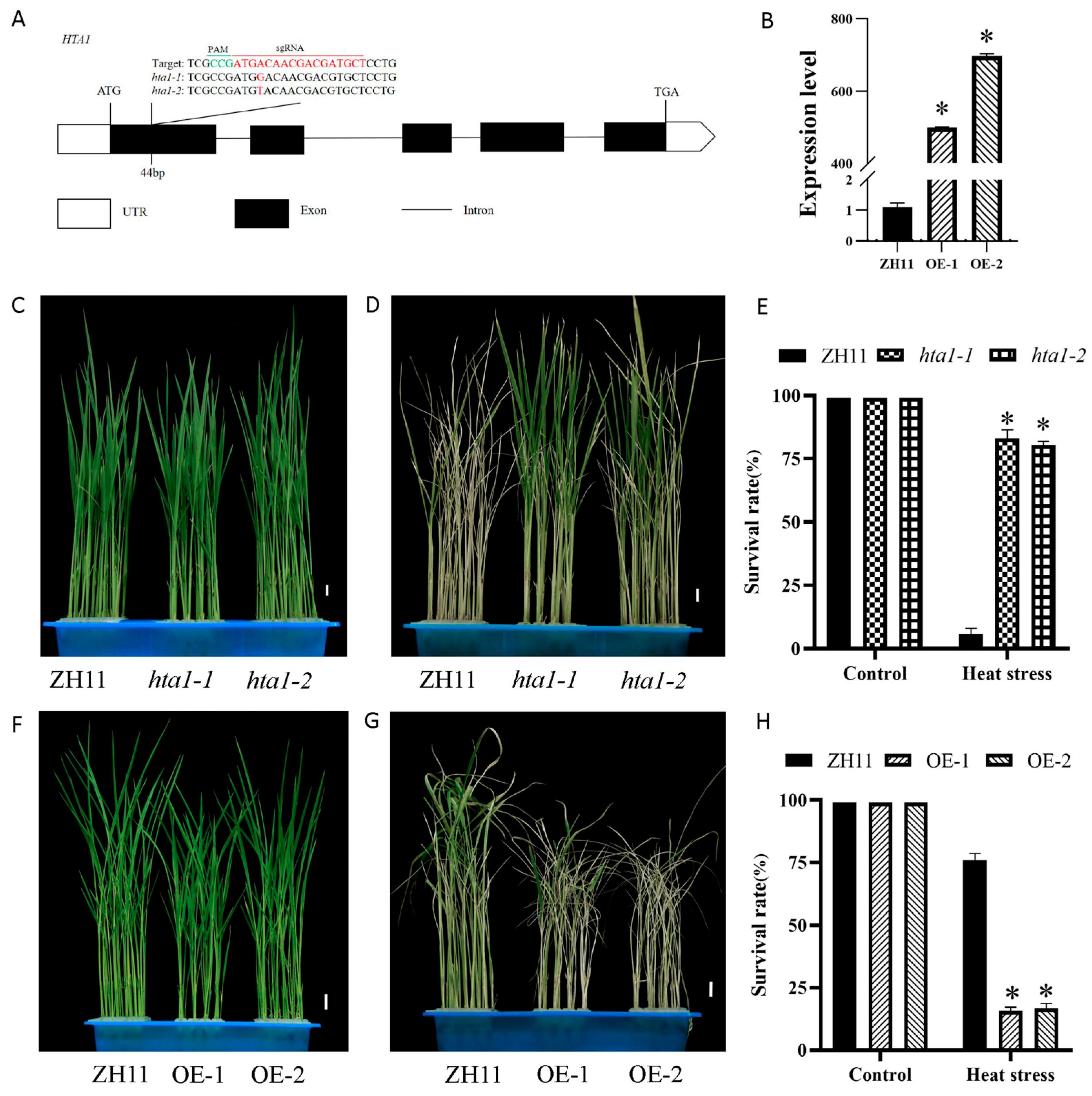 Antioxidants 13 00592 g002
