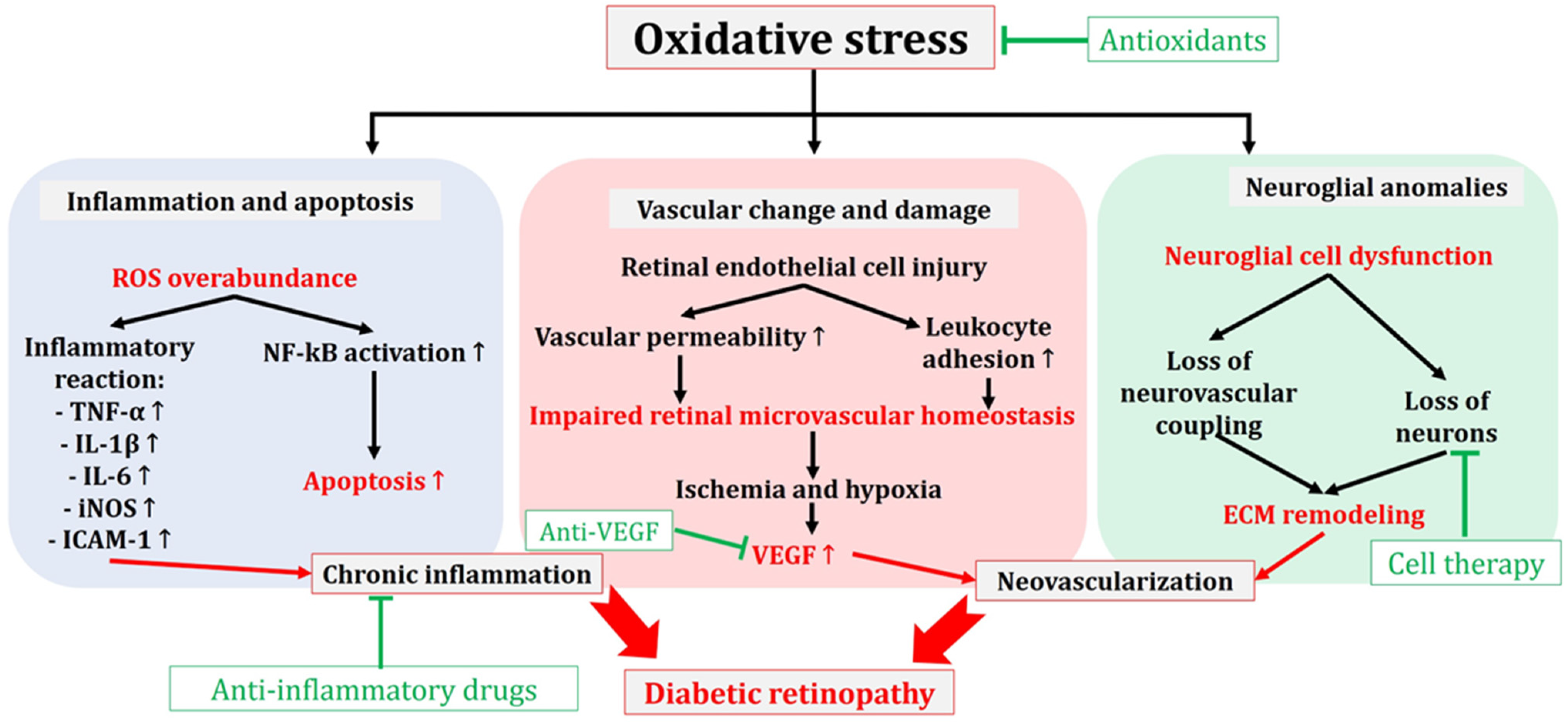 Antioxidants 13 00594 g004