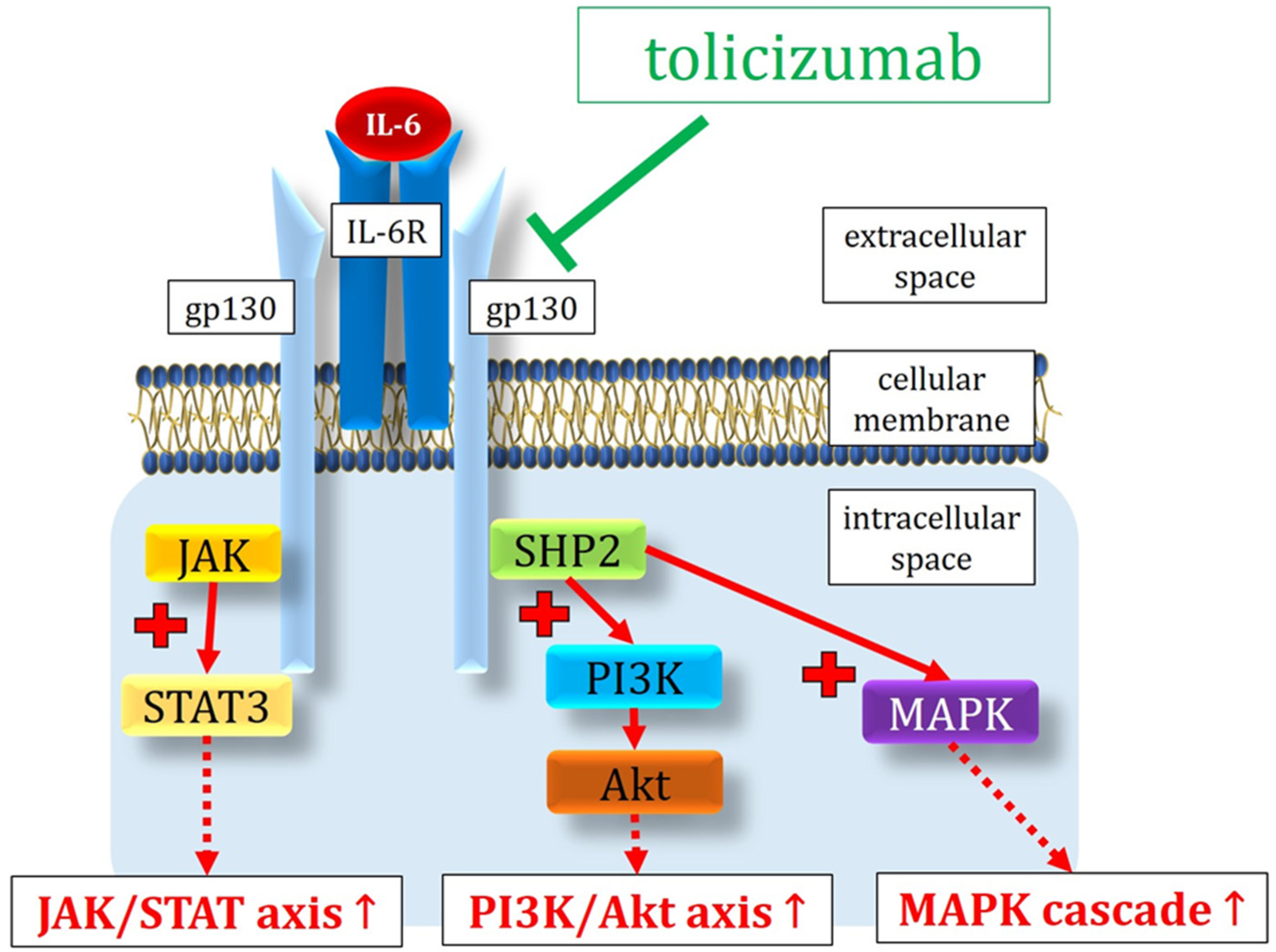 Antioxidants 13 00594 g005