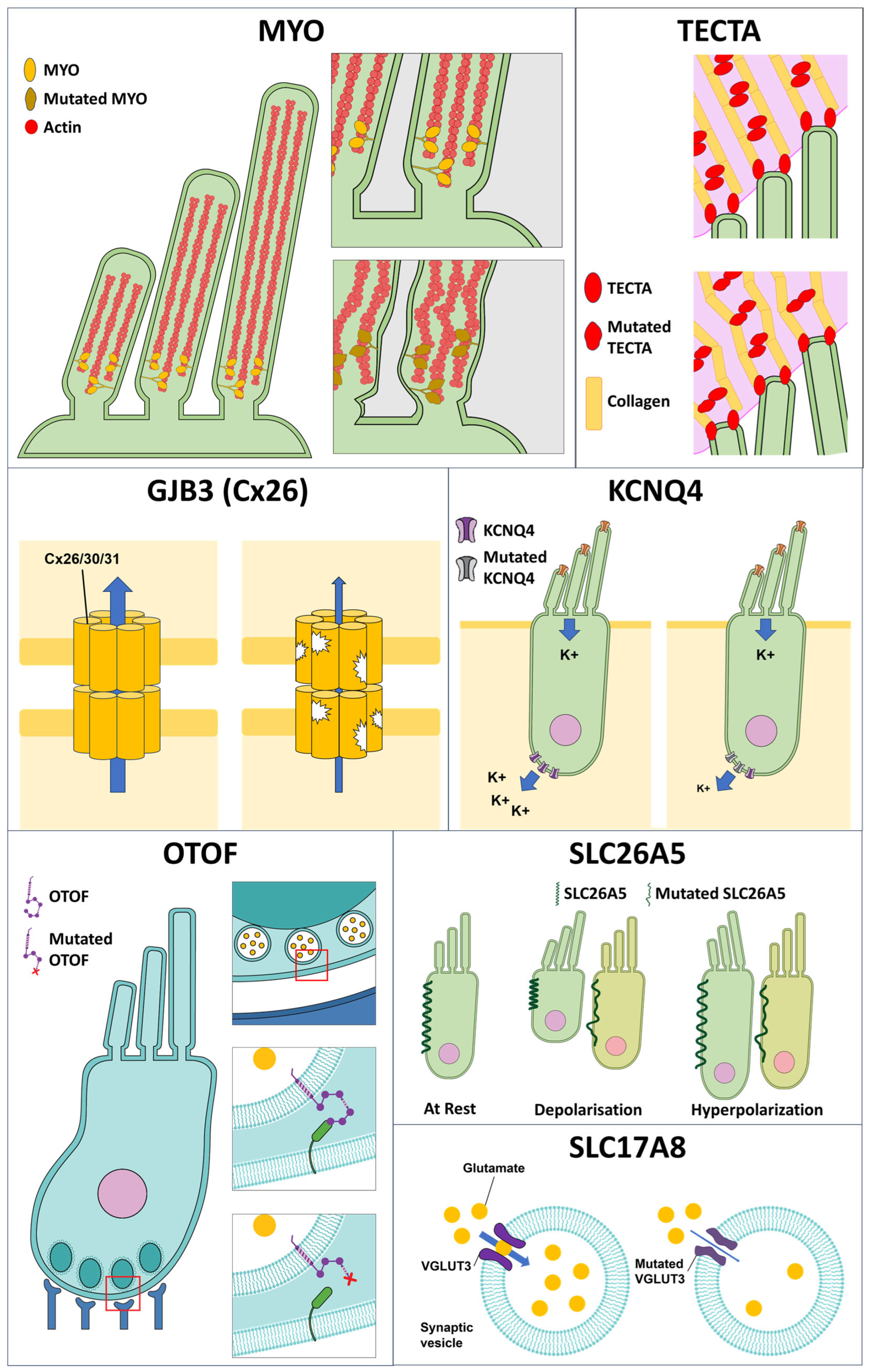 Antioxidants 13 00598 g002