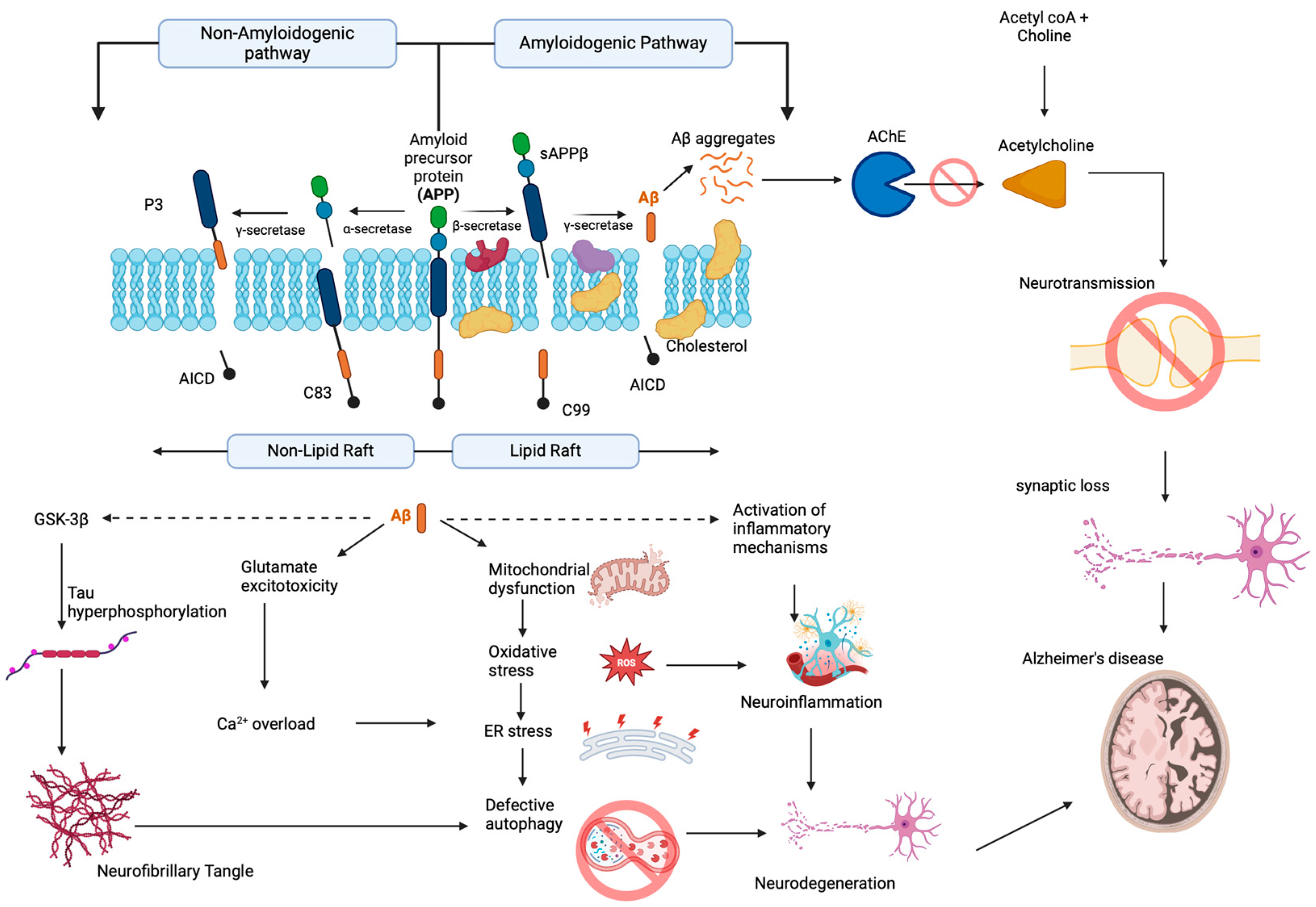 Antioxidants 13 00606 g002 Antioxidants 13 00606 g002