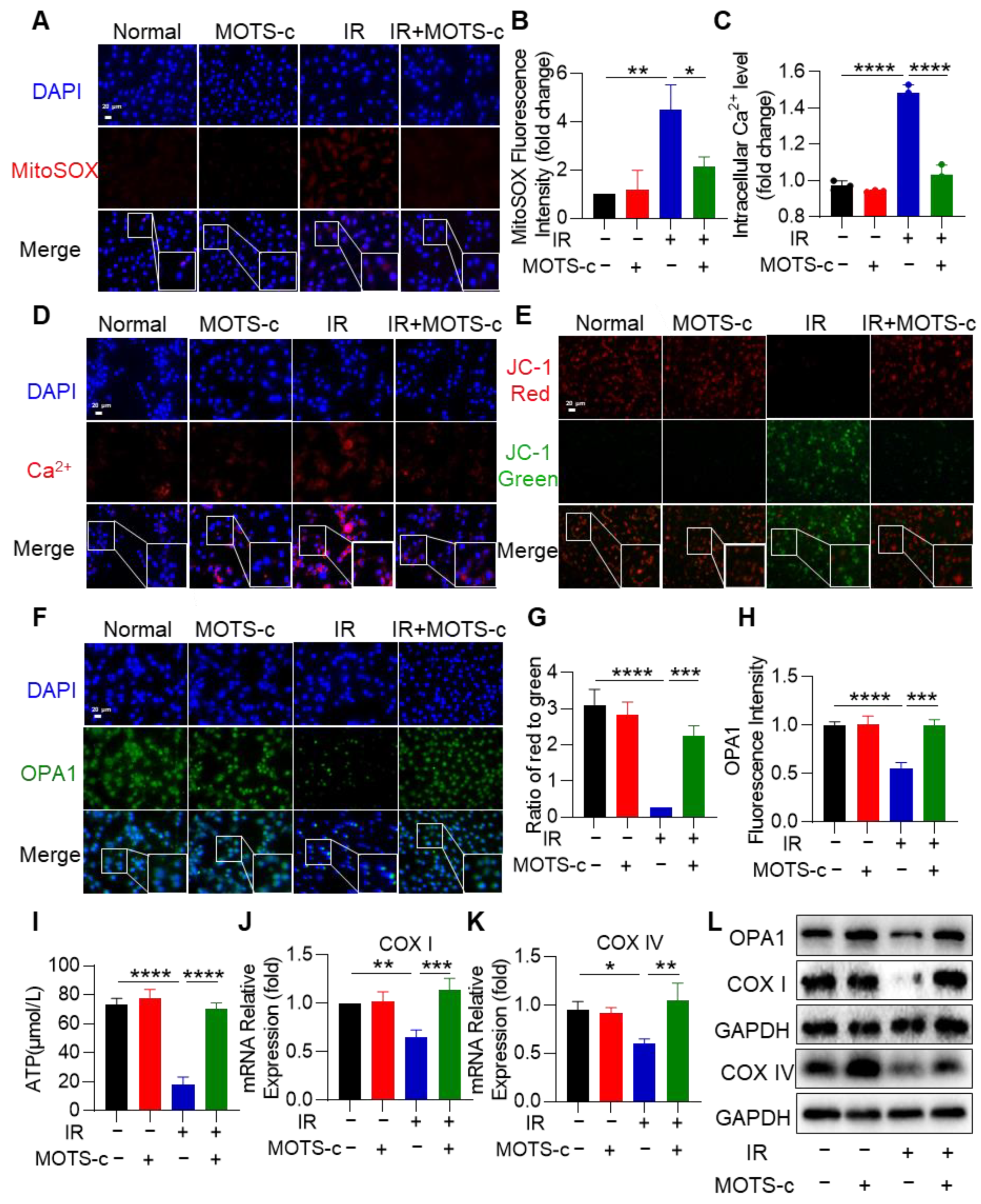 Antioxidants 13 00613 g005