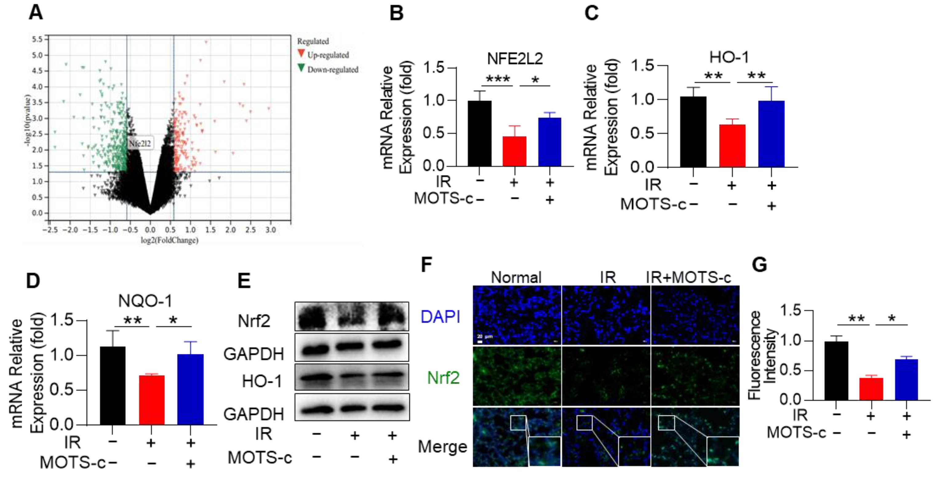 Antioxidants 13 00613 g007