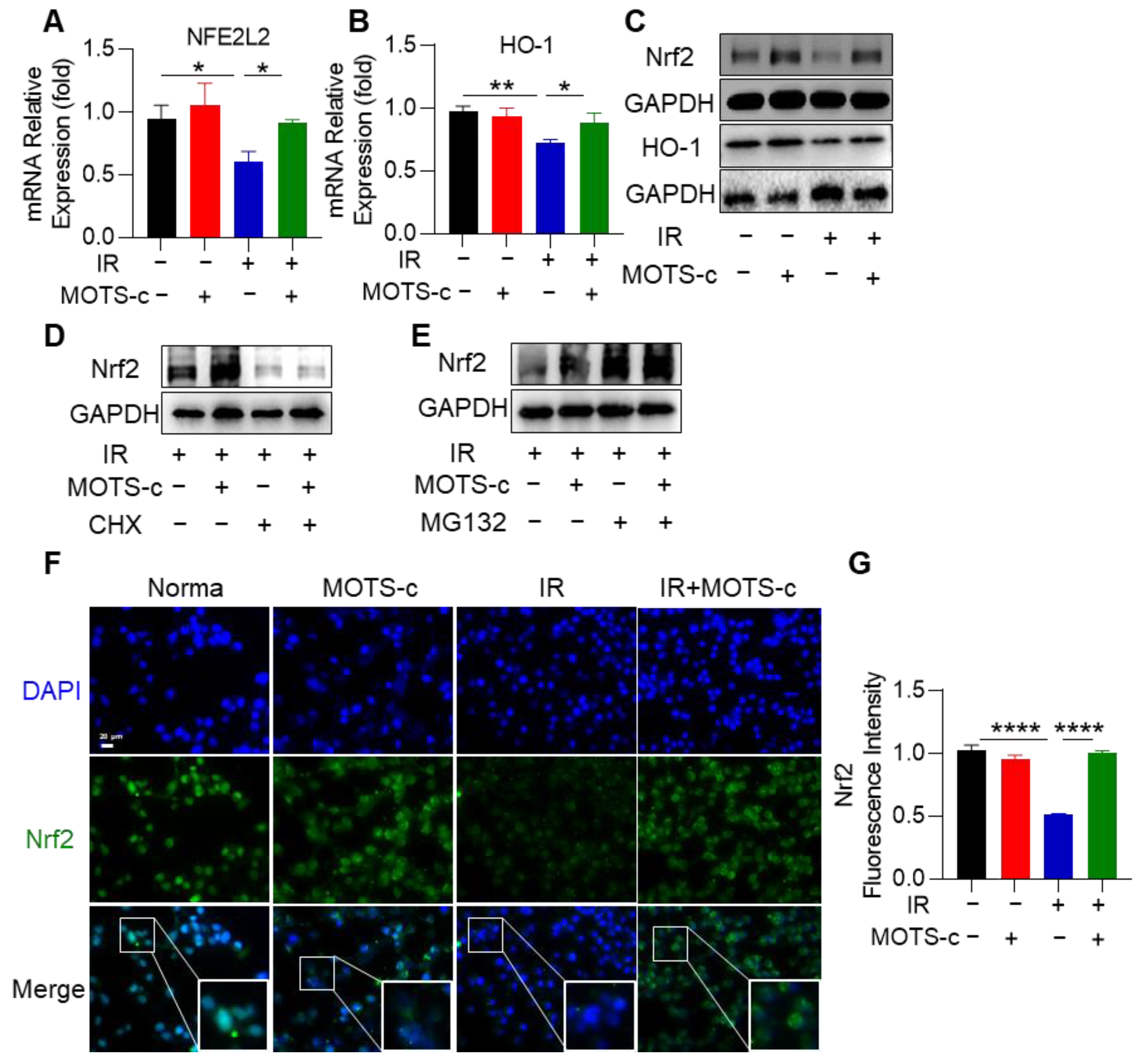 Antioxidants 13 00613 g008