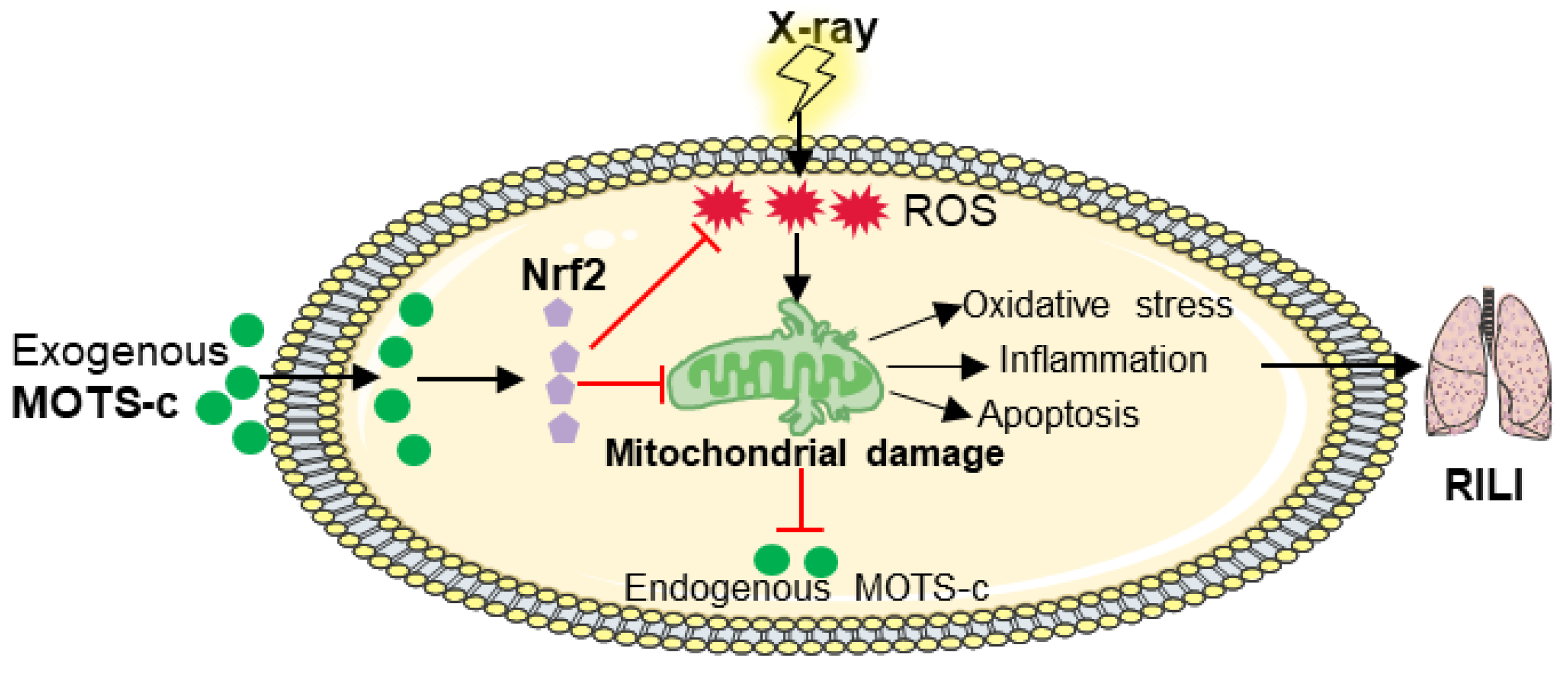 Antioxidants 13 00613 g011