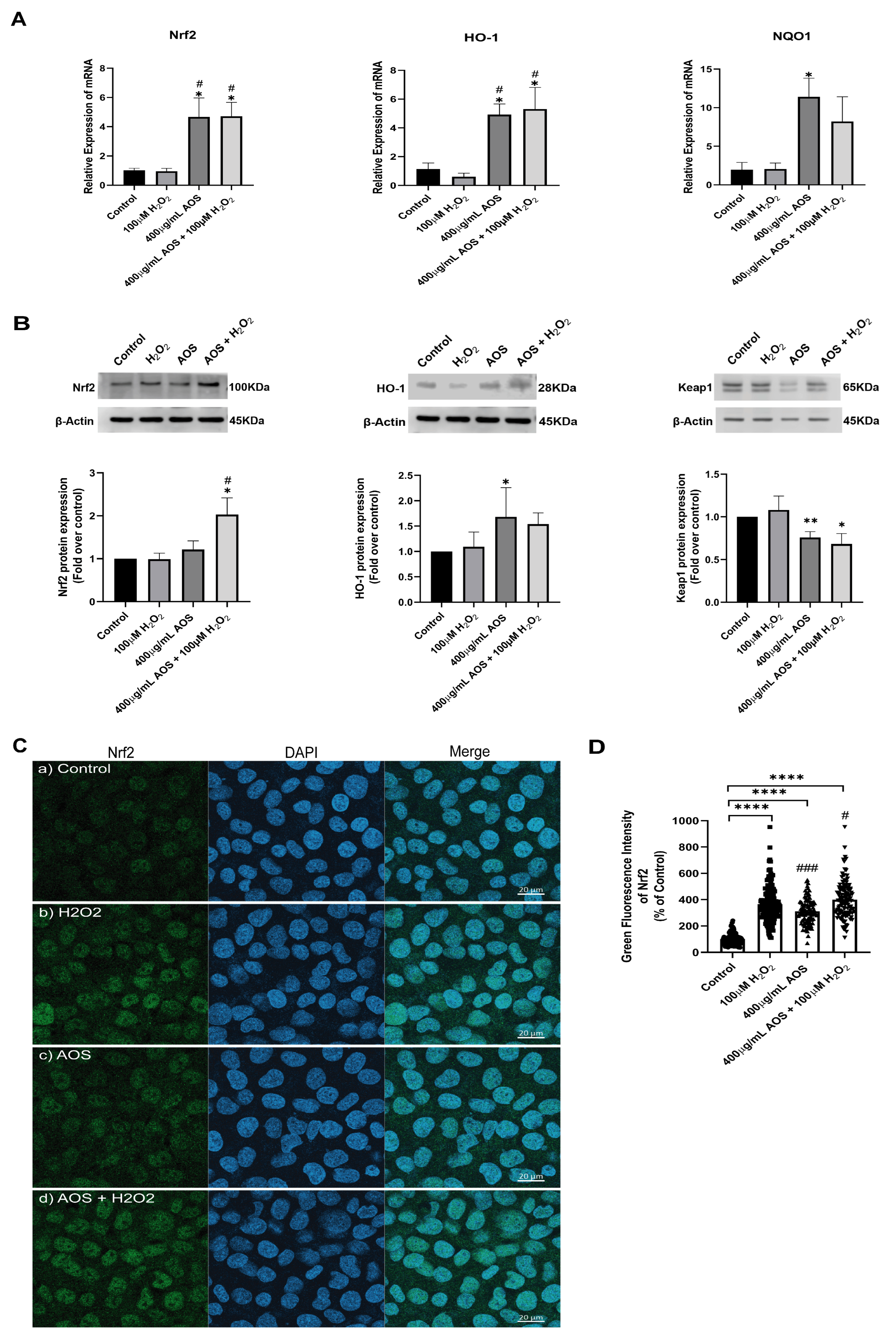 Antioxidants 13 00618 g003