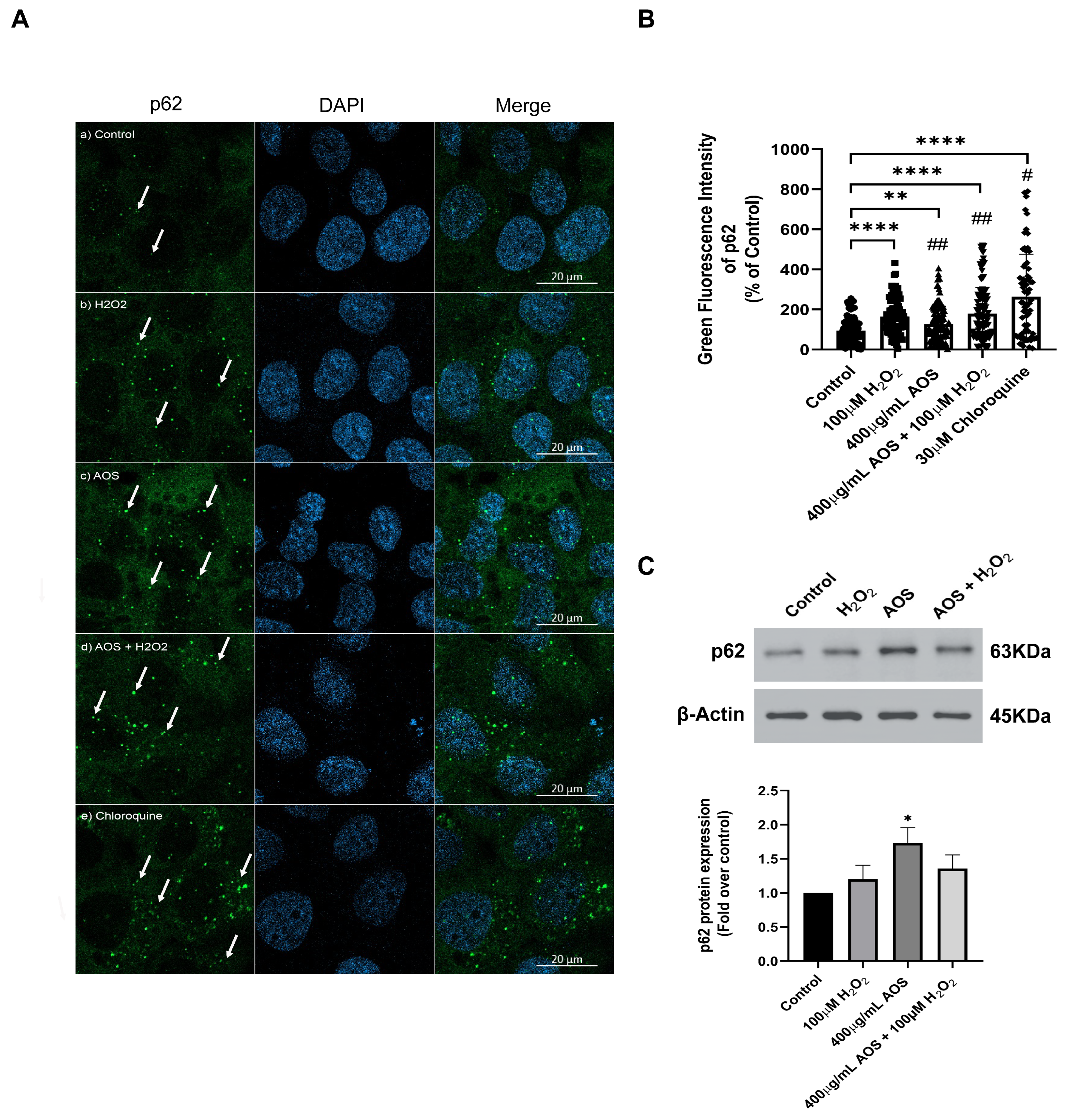 Antioxidants 13 00618 g005