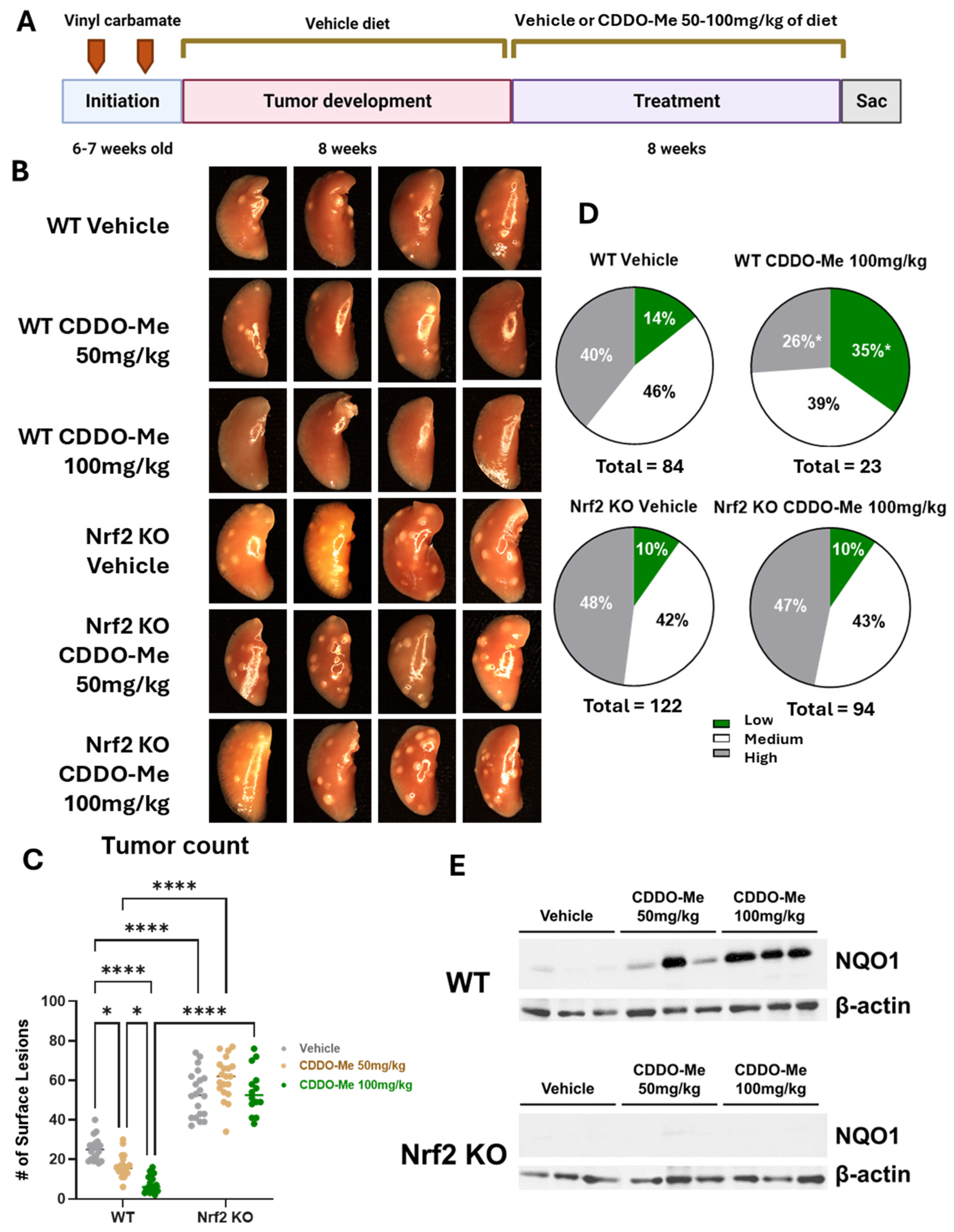 Antioxidants 13 00621 g001