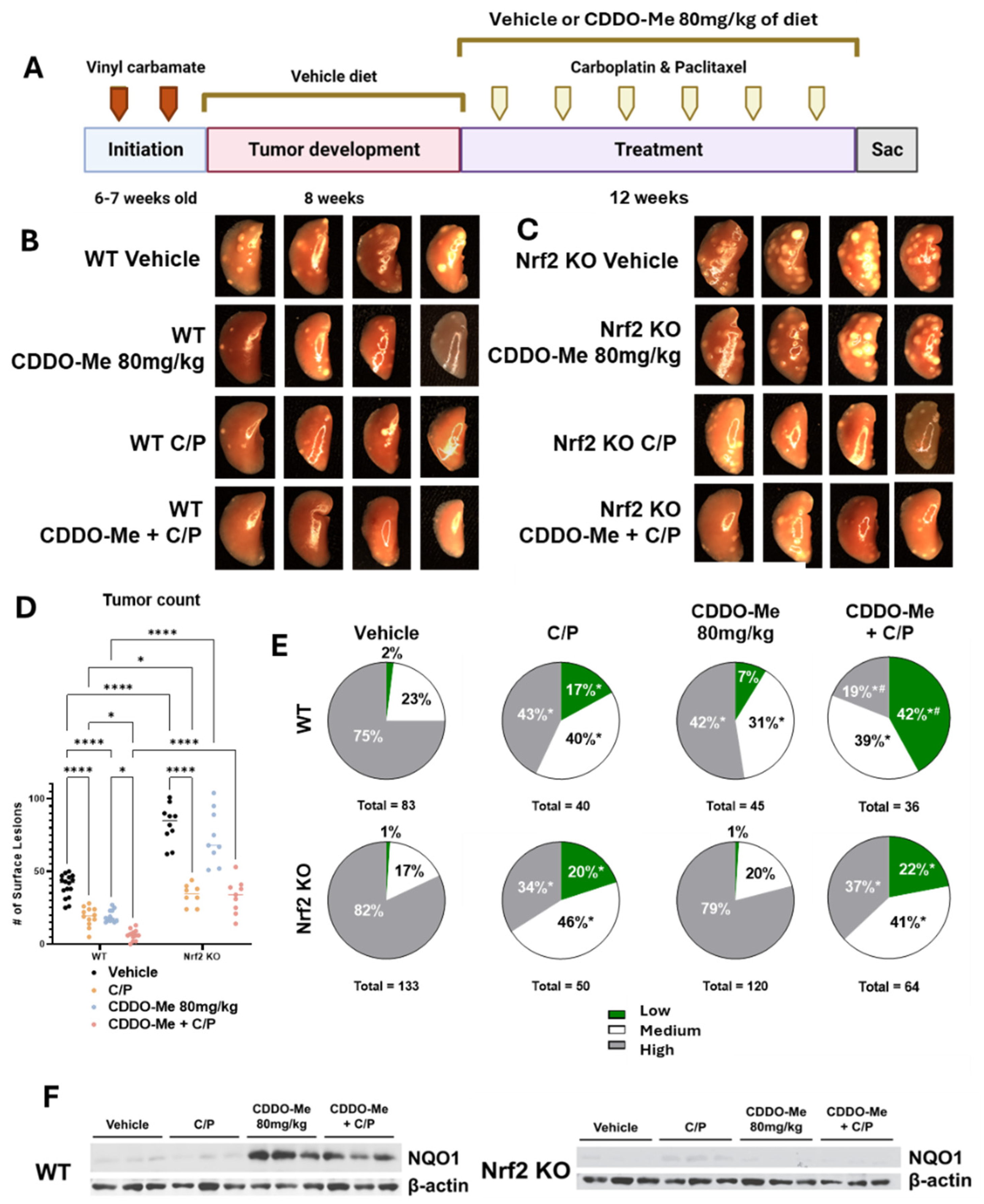 Antioxidants 13 00621 g003
