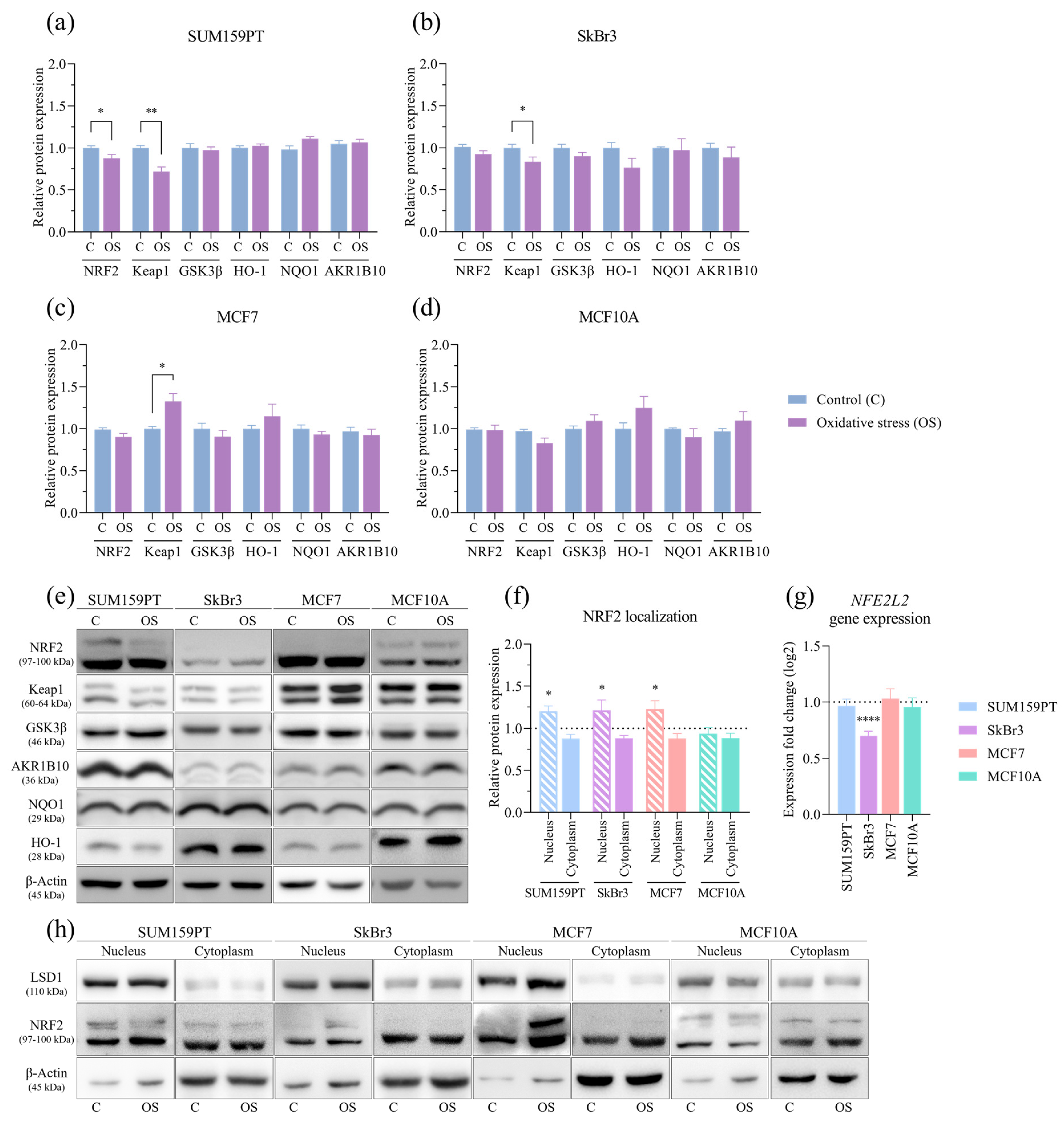 Antioxidants 13 00626 g004