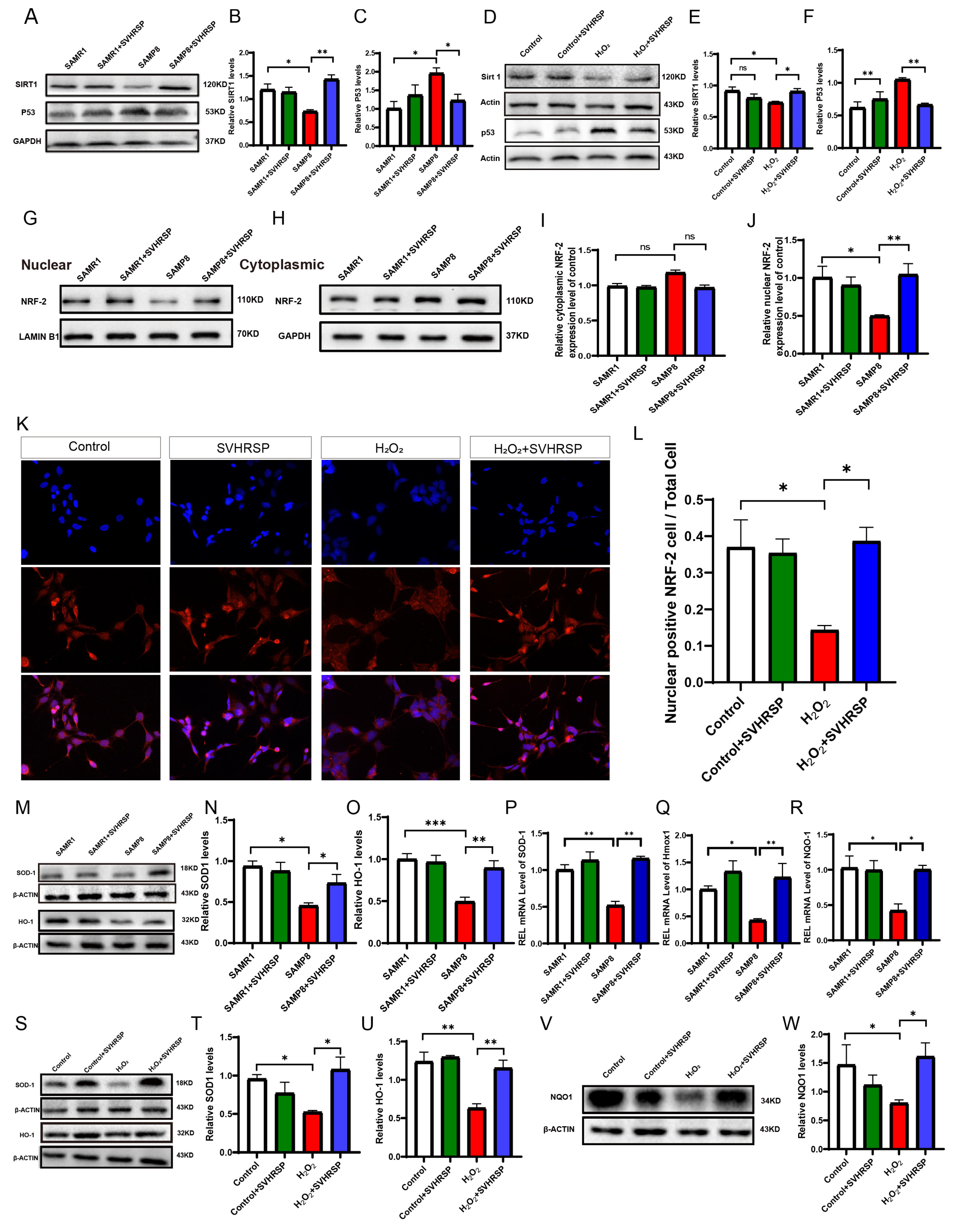 Antioxidants 13 00628 g003