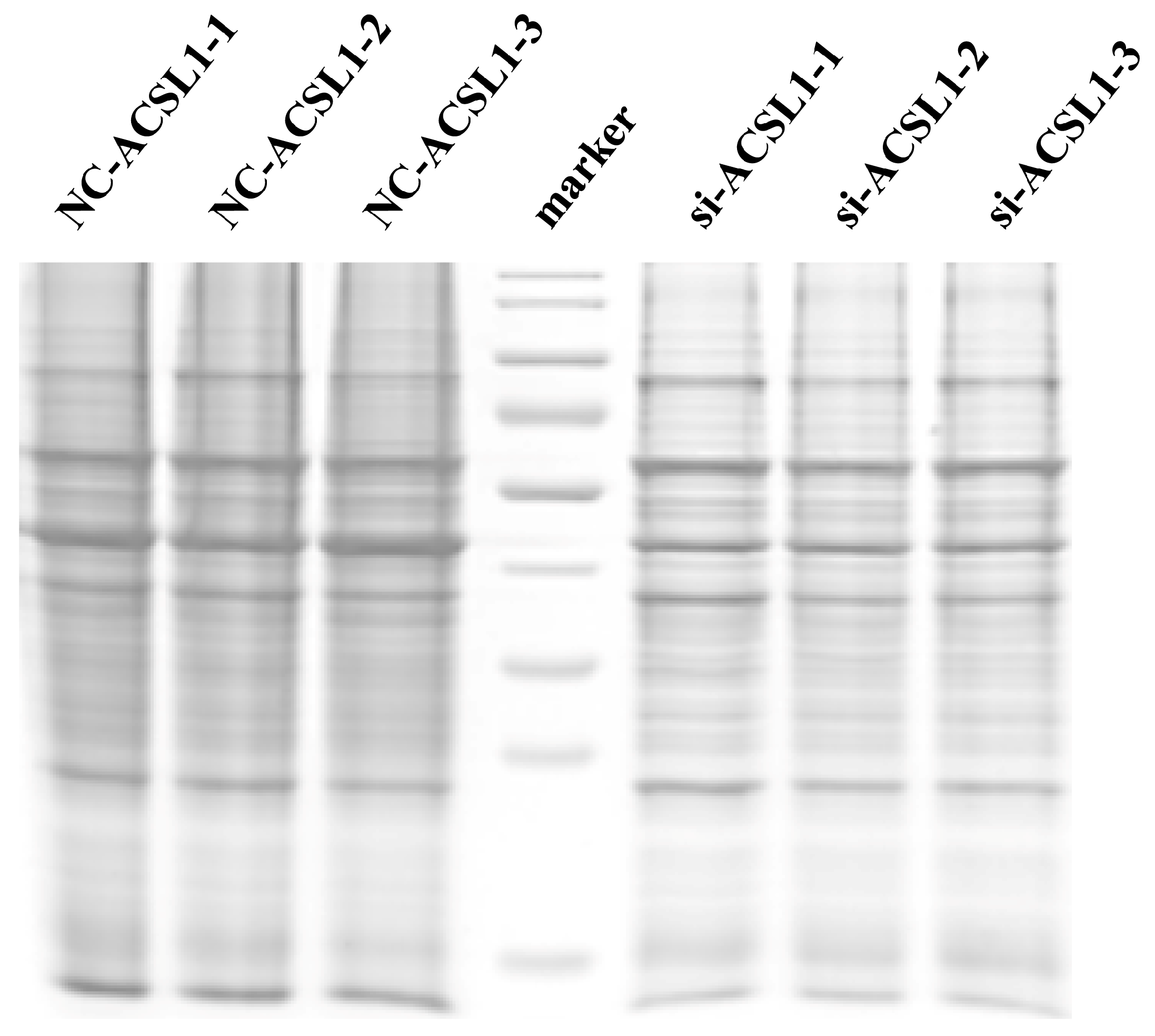 Antioxidants 13 00641 g002