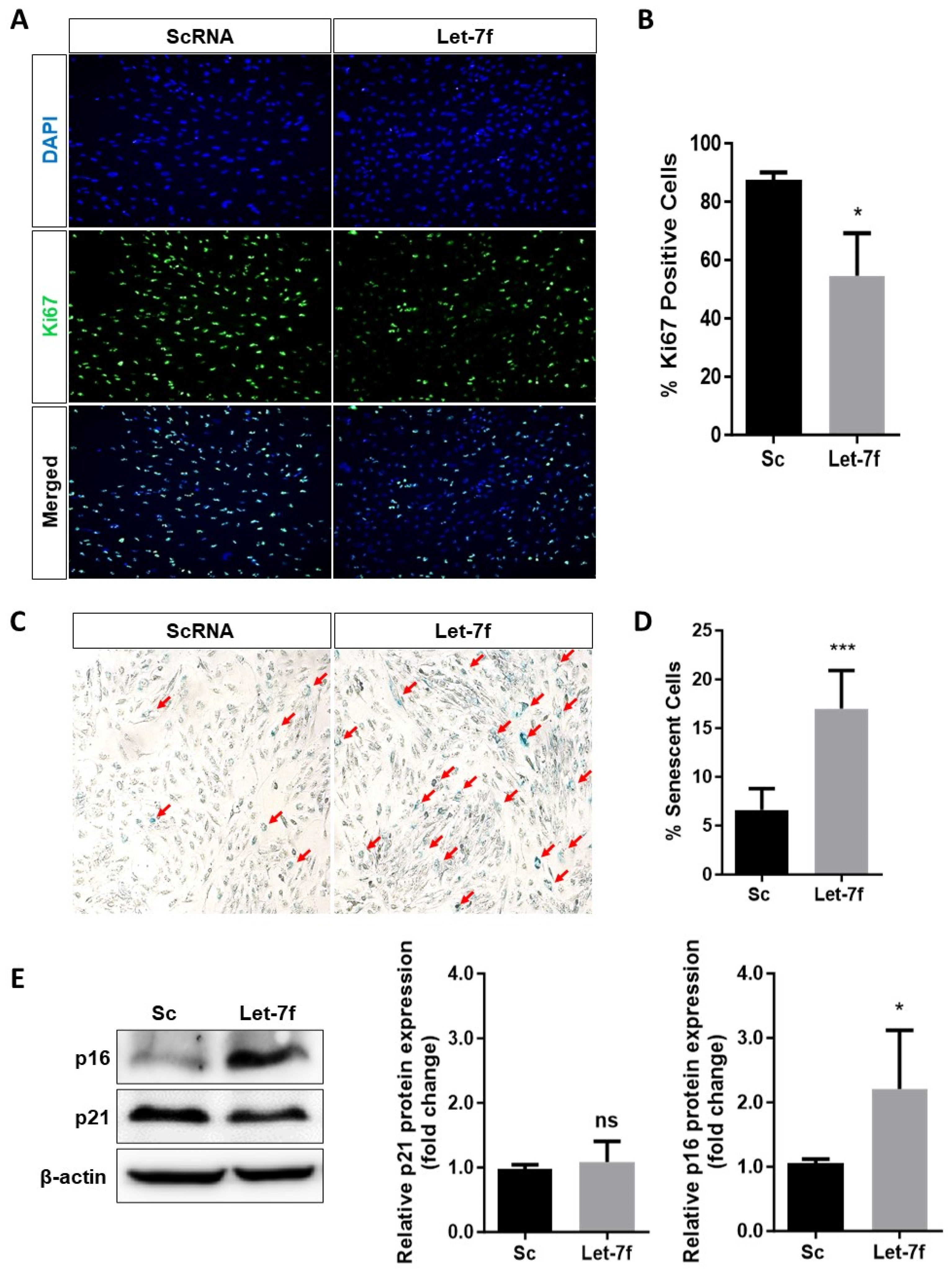 Antioxidants 13 00646 g003 Antioxidants 13 00646 g003