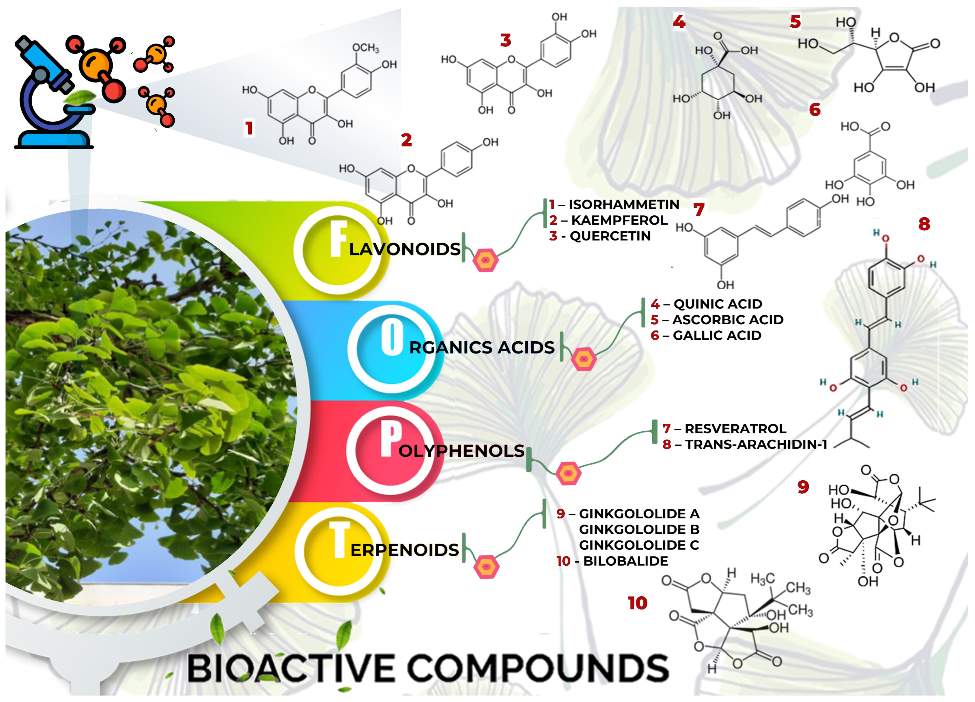 Antioxidants 13 00651 g003