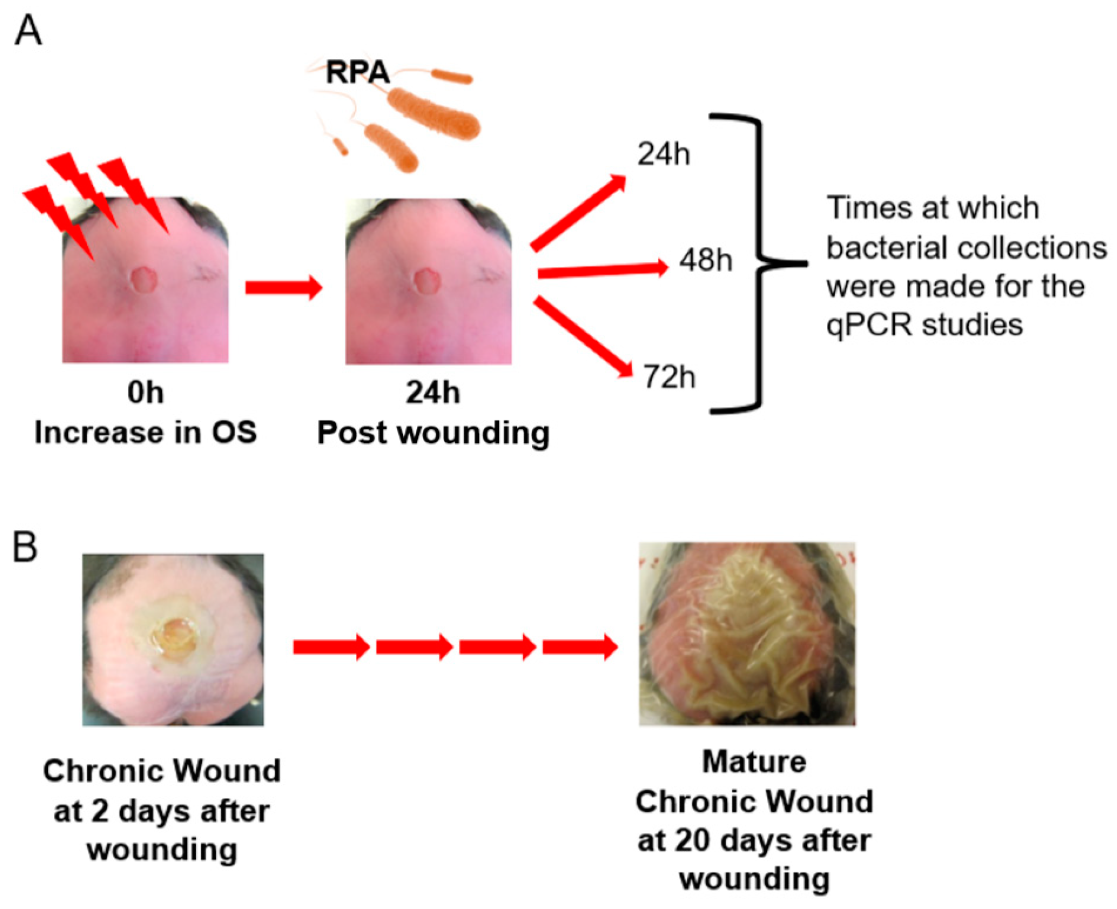 Antioxidants 13 00655 g003