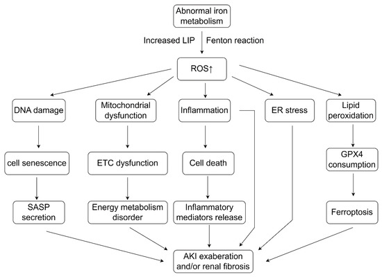 Advance in Iron Metabolism, Oxidative Stress and Cellular