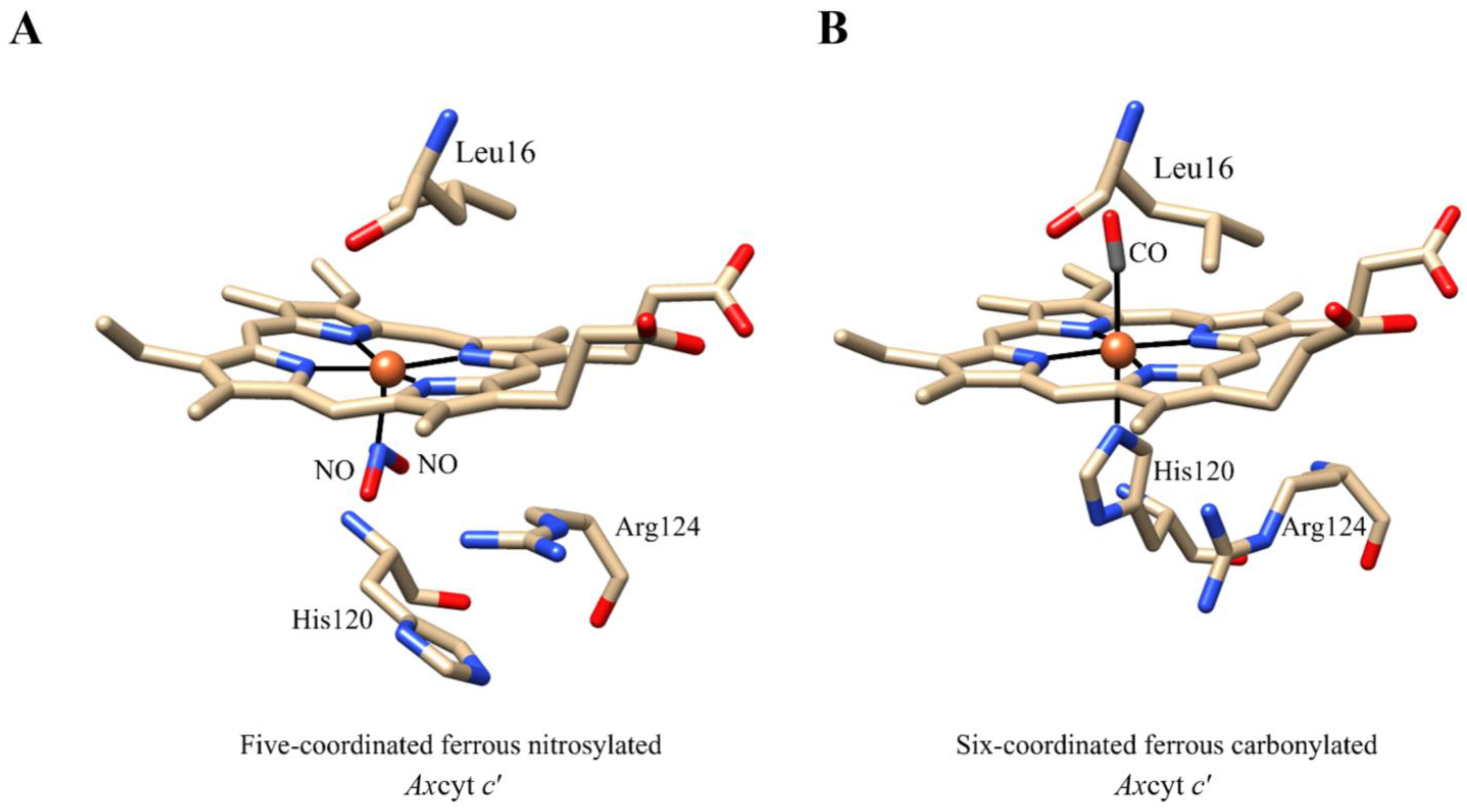 Antioxidants 13 00666 g002
