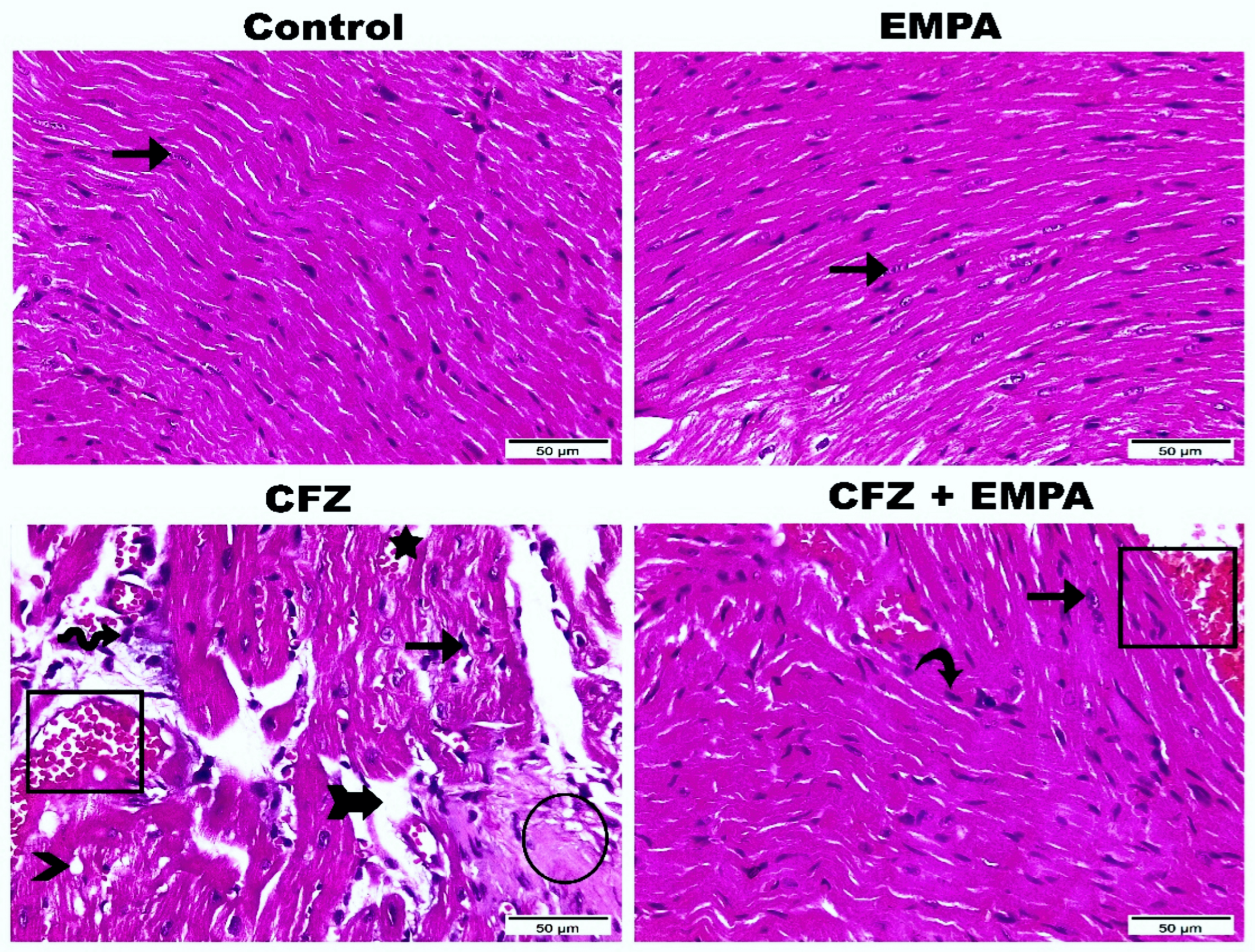 Antioxidants 13 00671 g002