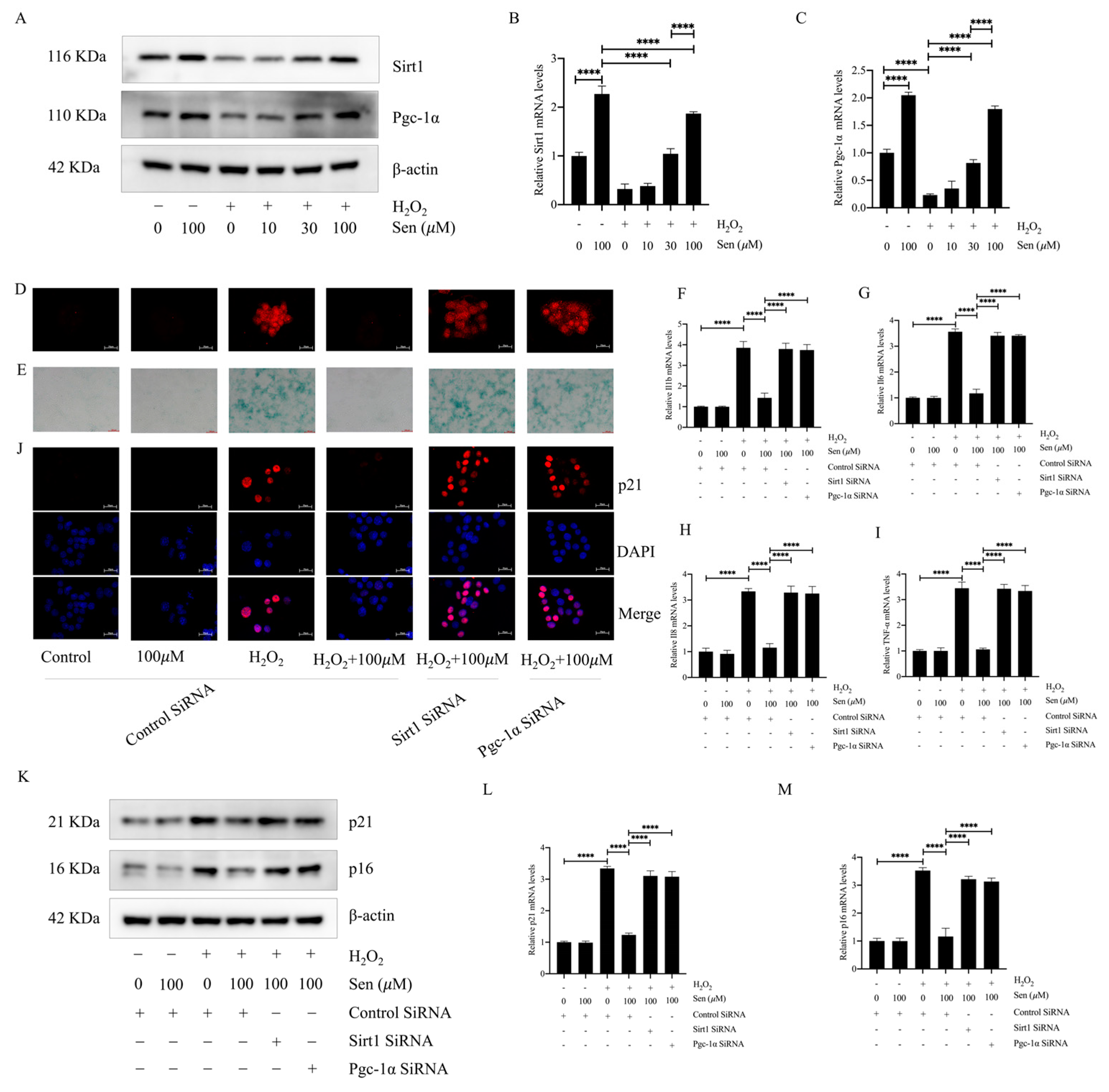 Antioxidants 13 00675 g005