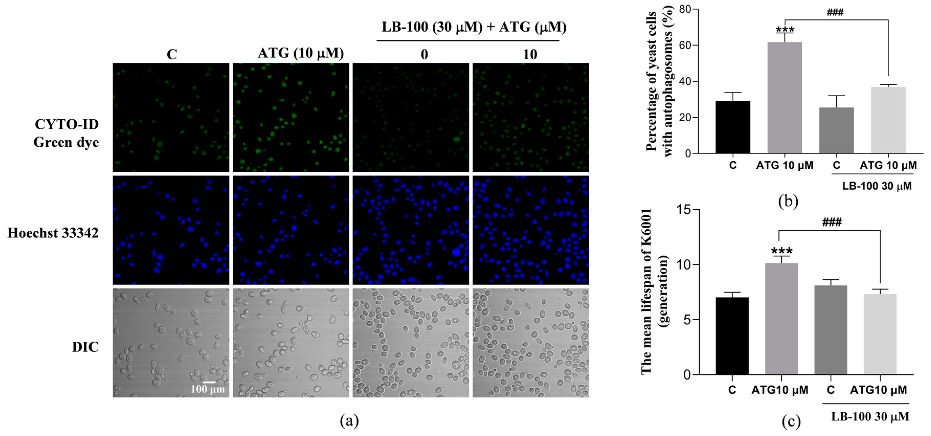 Antioxidants 13 00684 g004