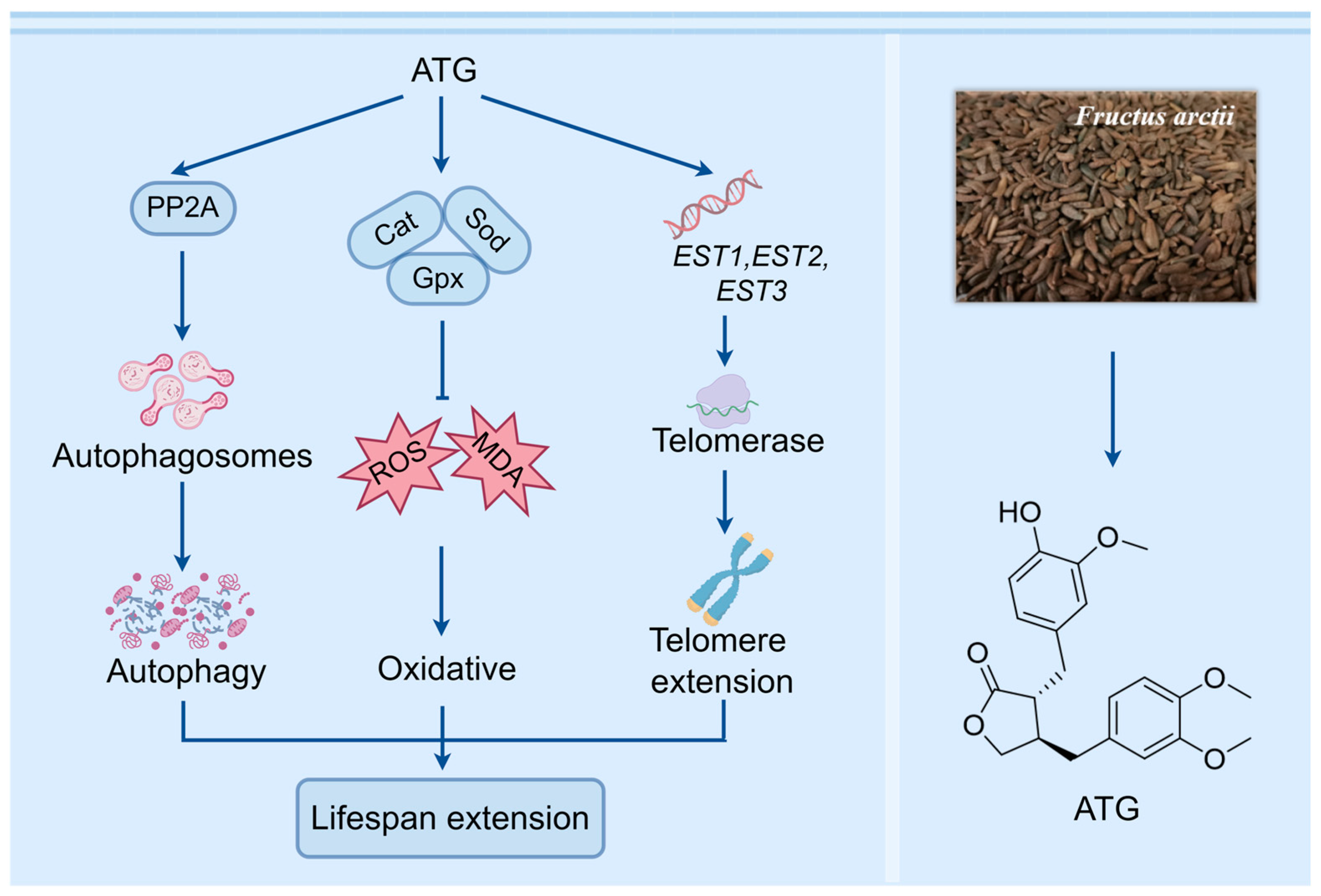 Antioxidants 13 00684 g009