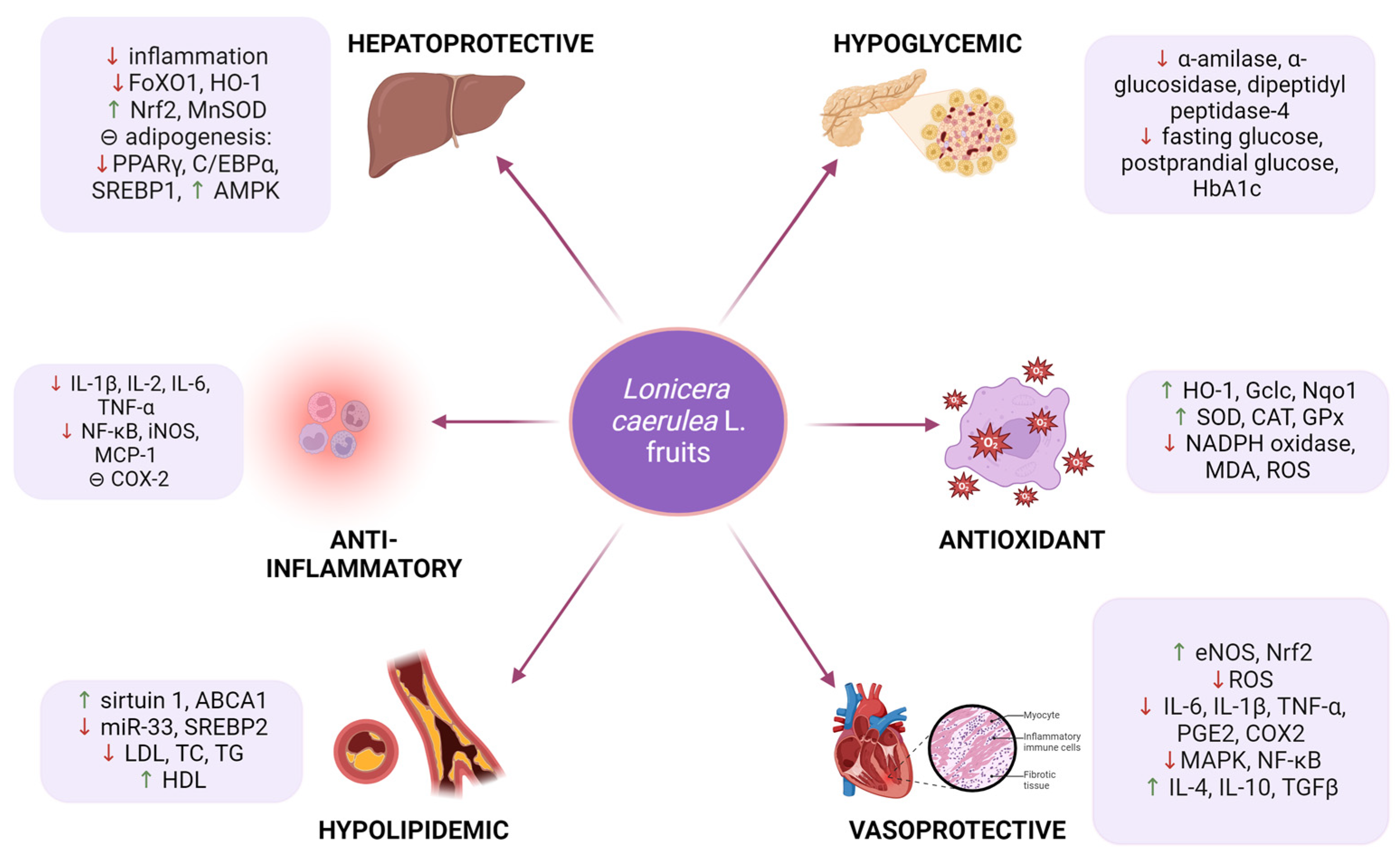 Antioxidants 13 00694 g001