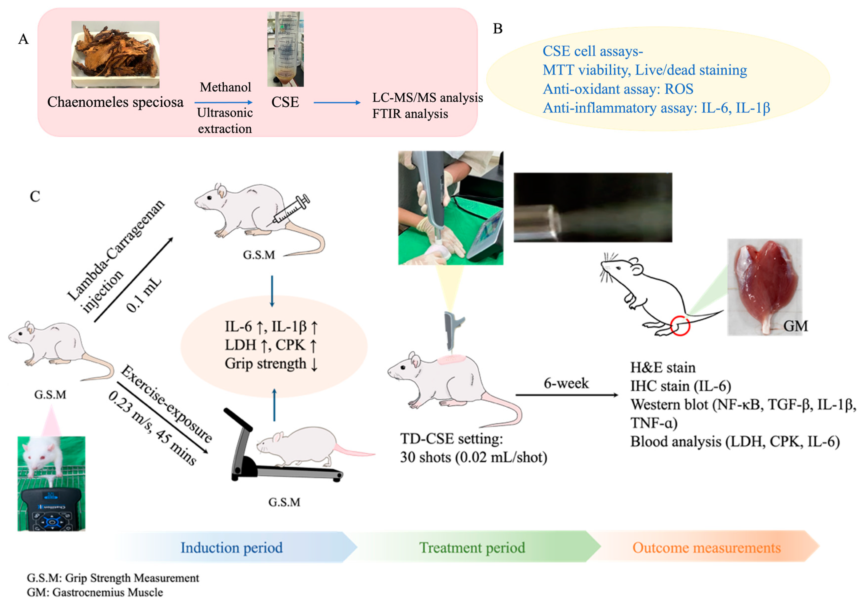 Antioxidants 13 00702 g001a