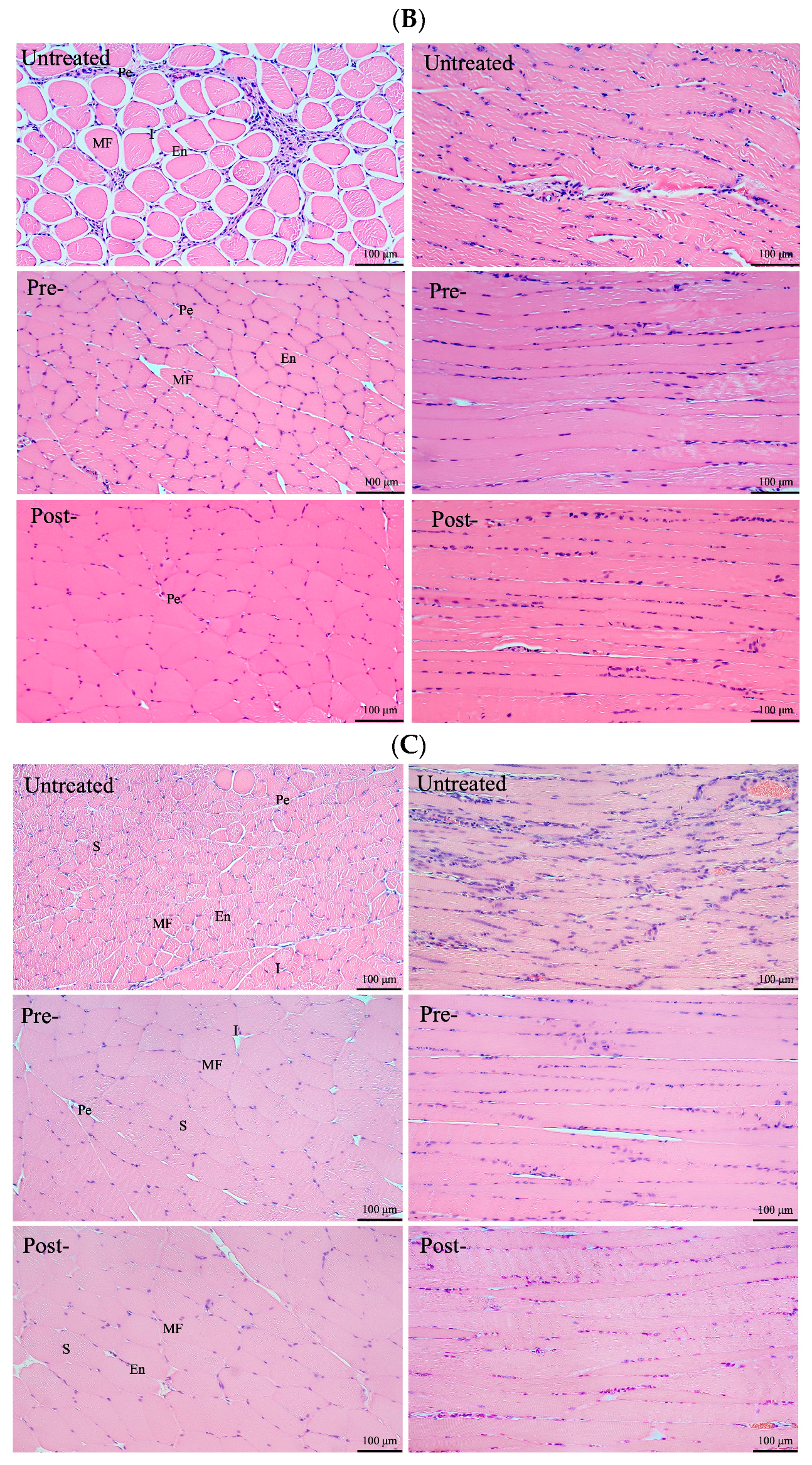 Antioxidants 13 00702 g004b