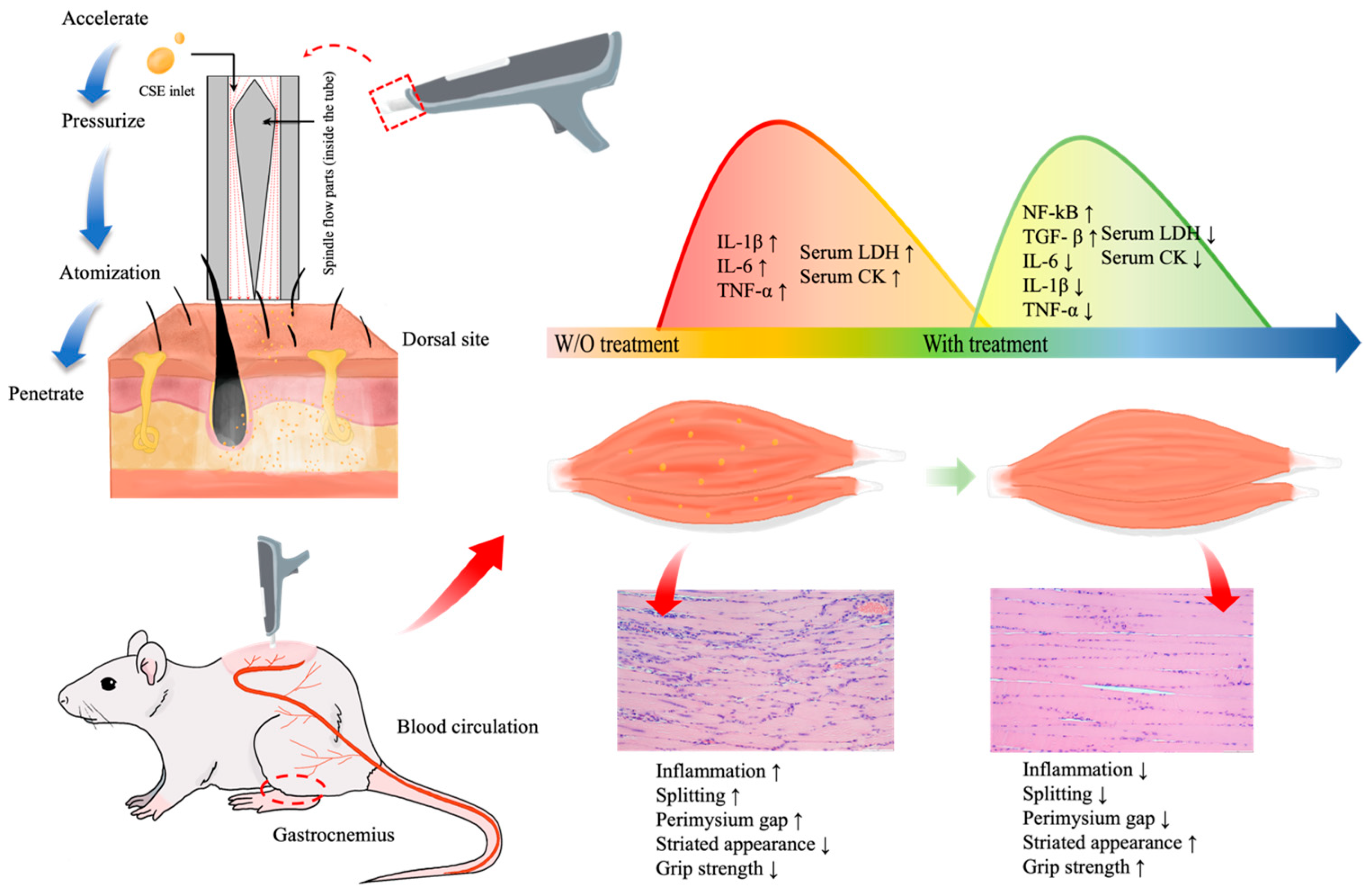 Antioxidants 13 00702 g008