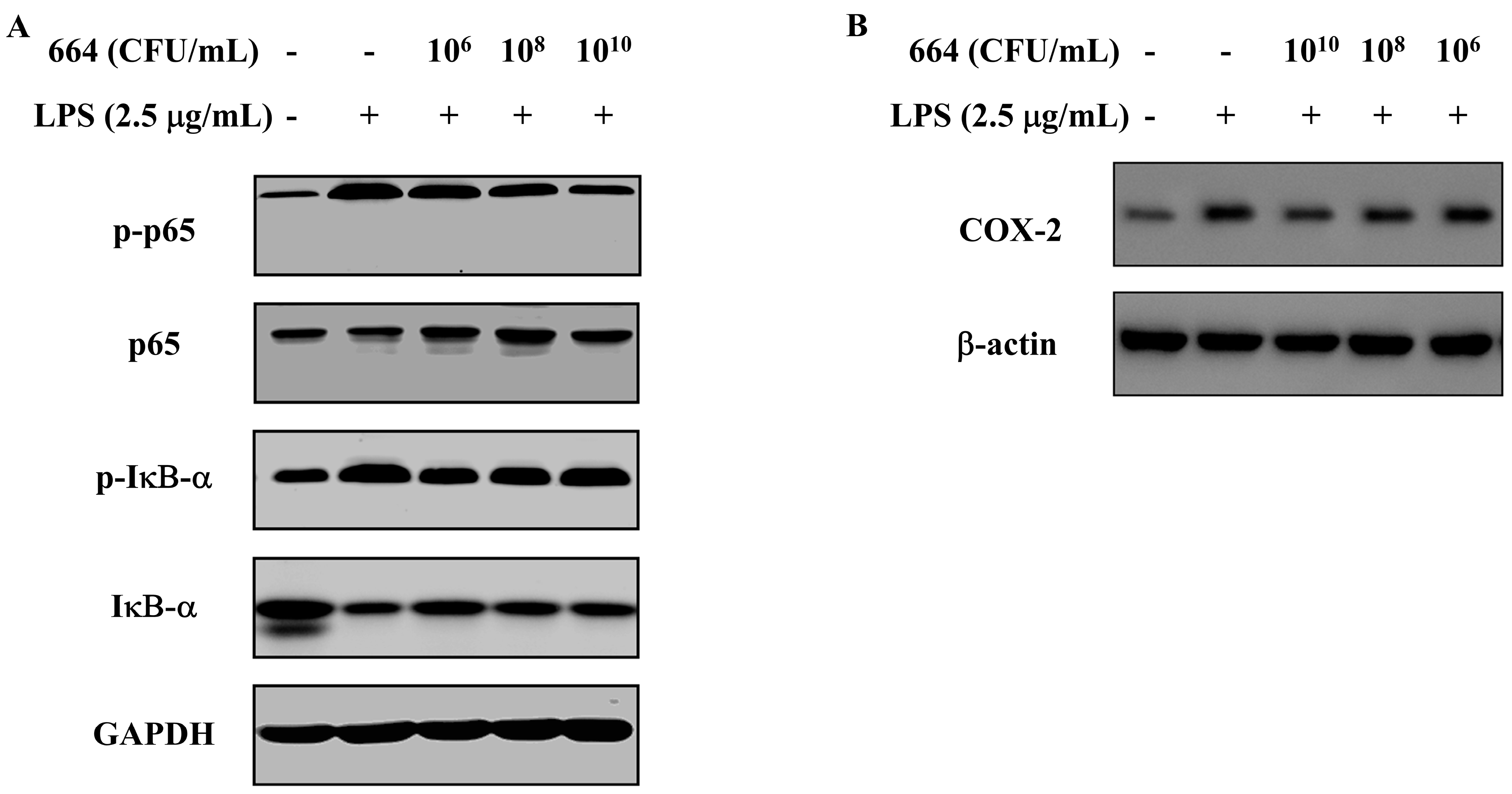 Antioxidants 13 00703 g002