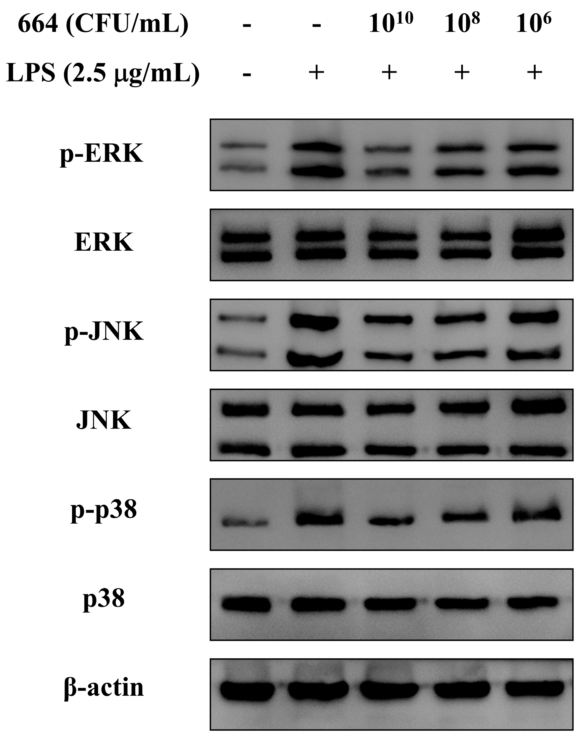 Antioxidants 13 00703 g003