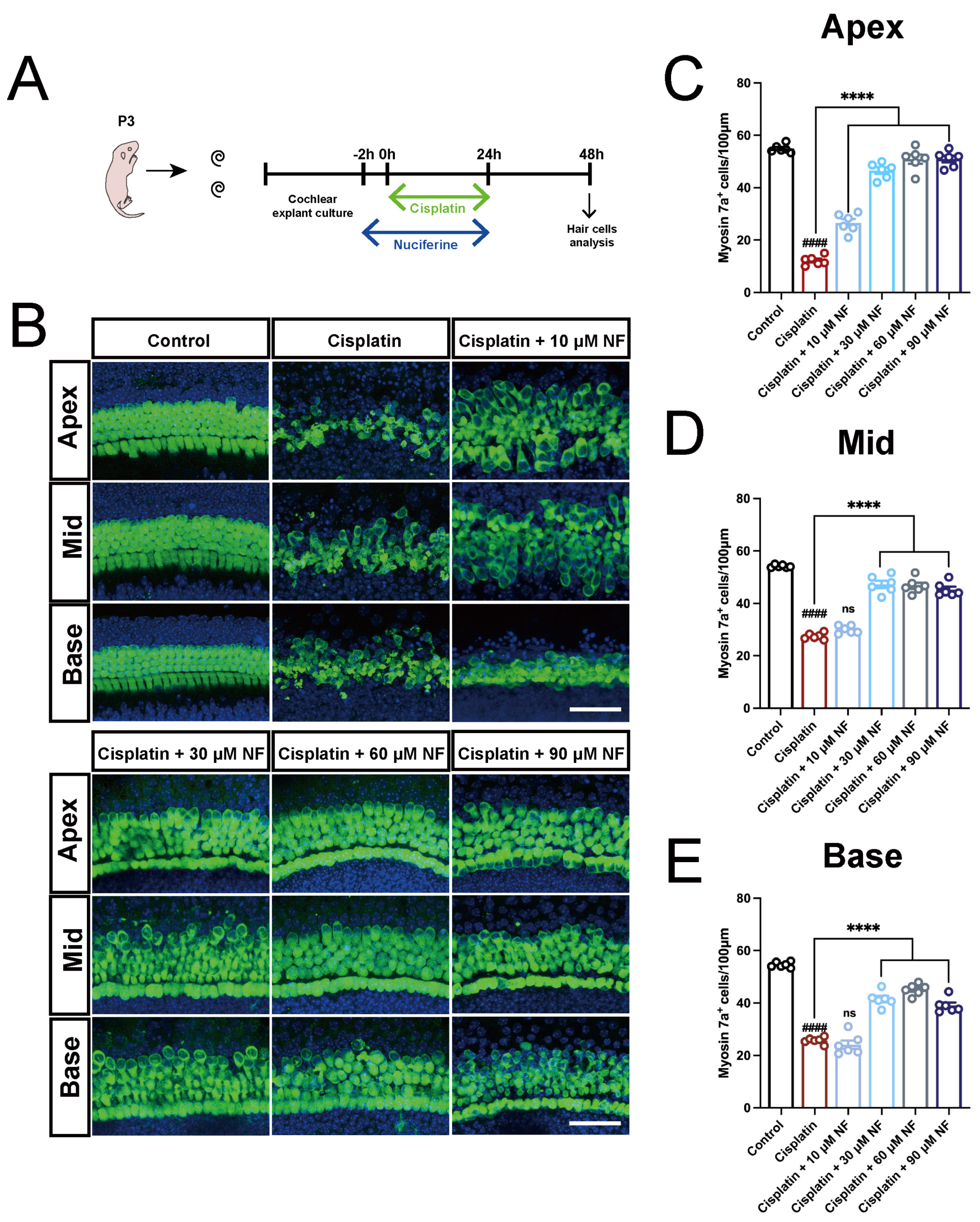 Antioxidants 13 00714 g002