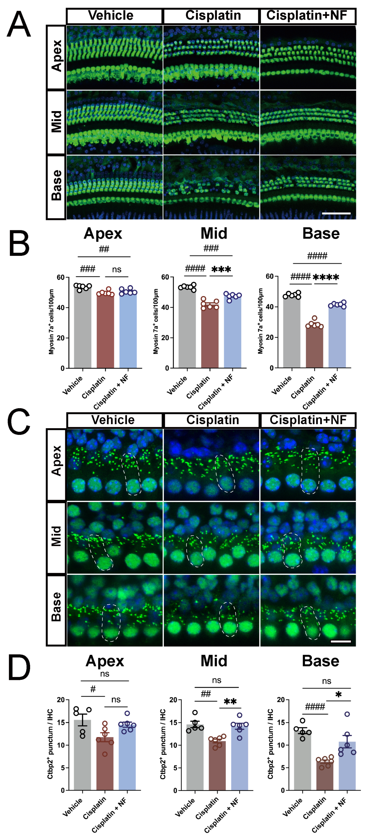 Antioxidants 13 00714 g008