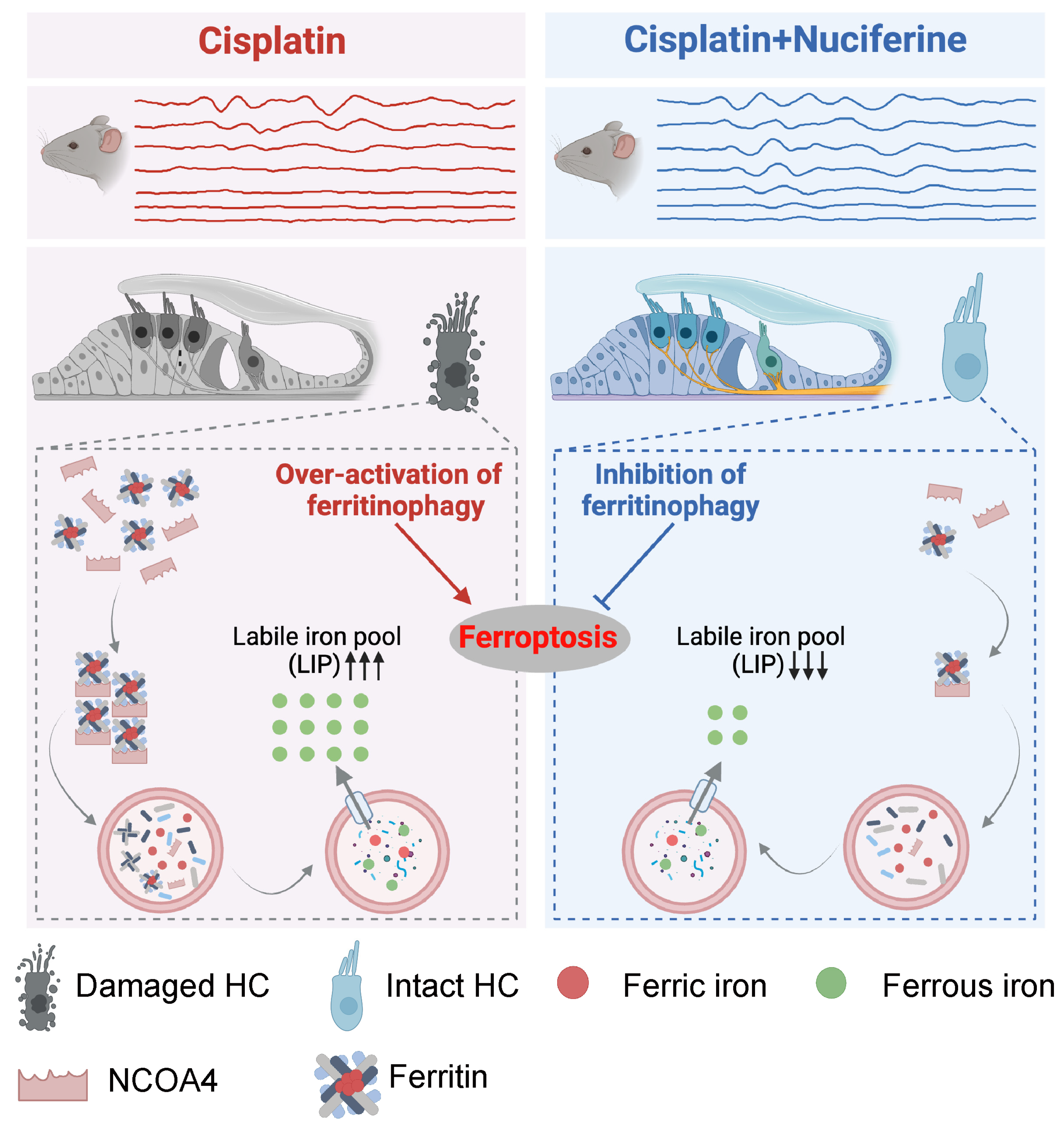 Antioxidants 13 00714 g009