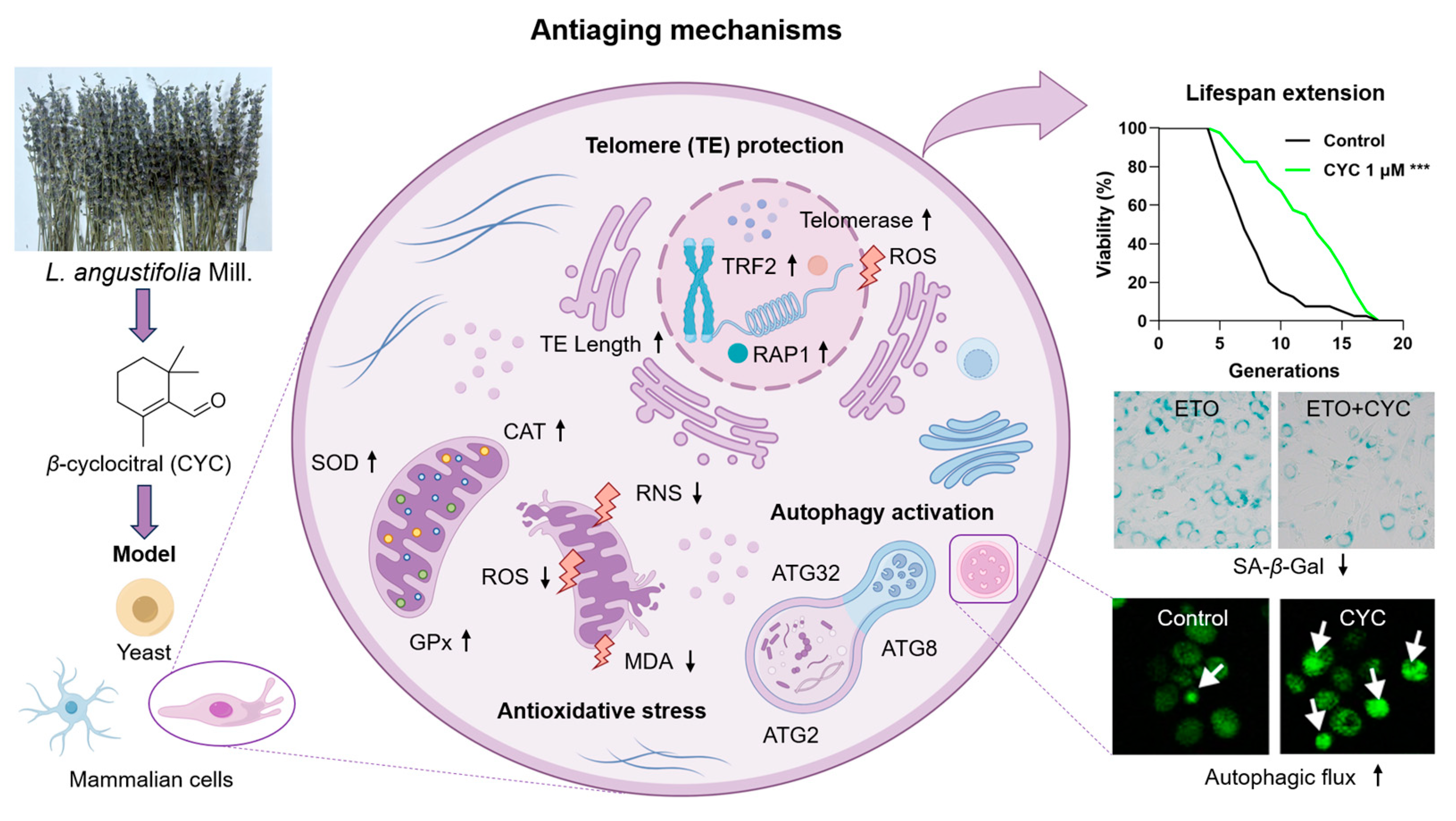 Antioxidants 13 00715 g007