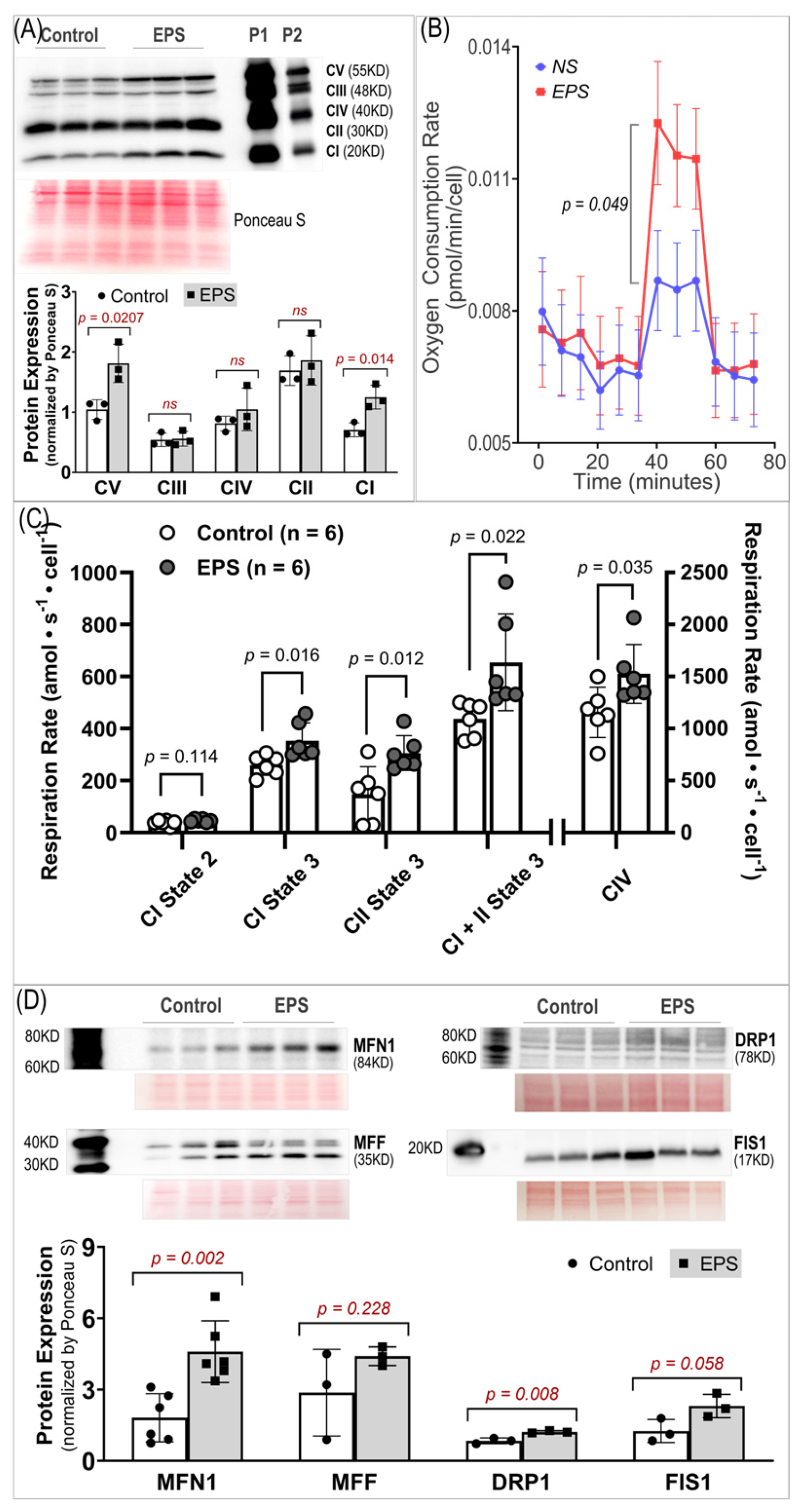 Antioxidants 13 00716 g005