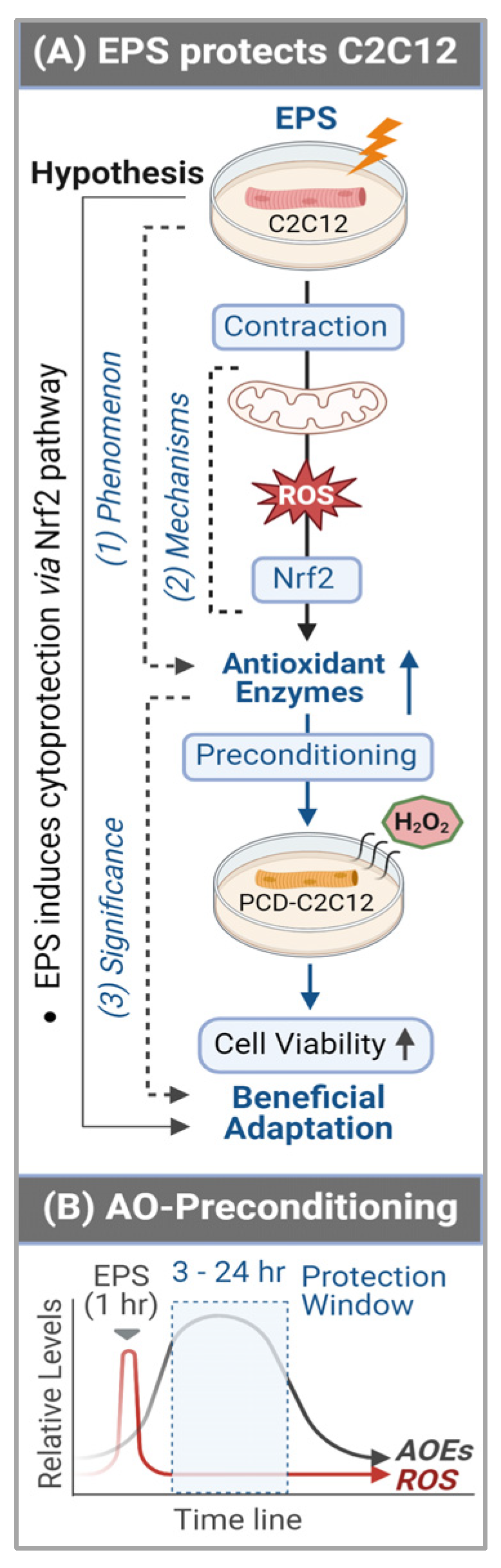 Antioxidants 13 00716 g007