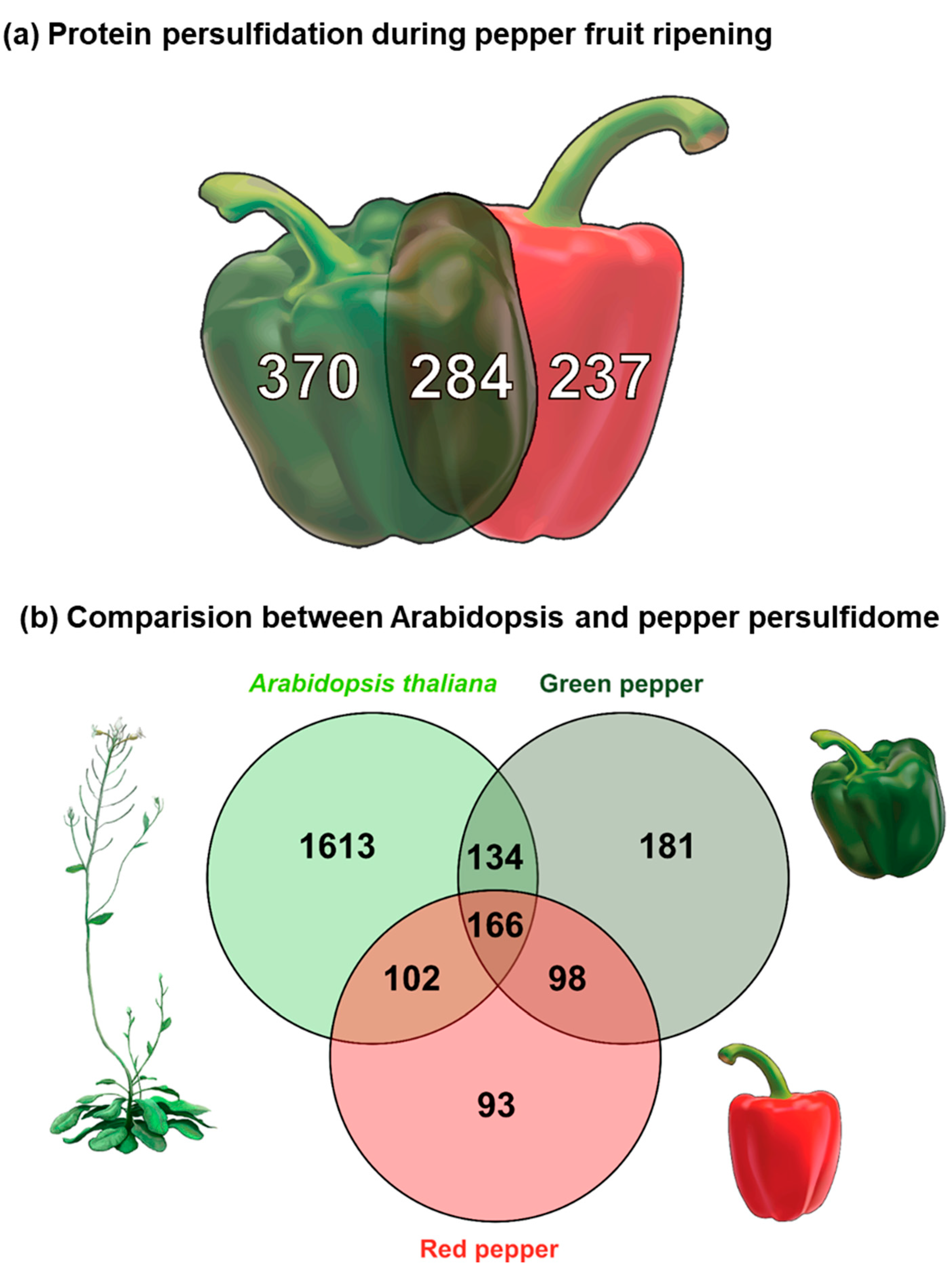 Antioxidants 13 00719 g001