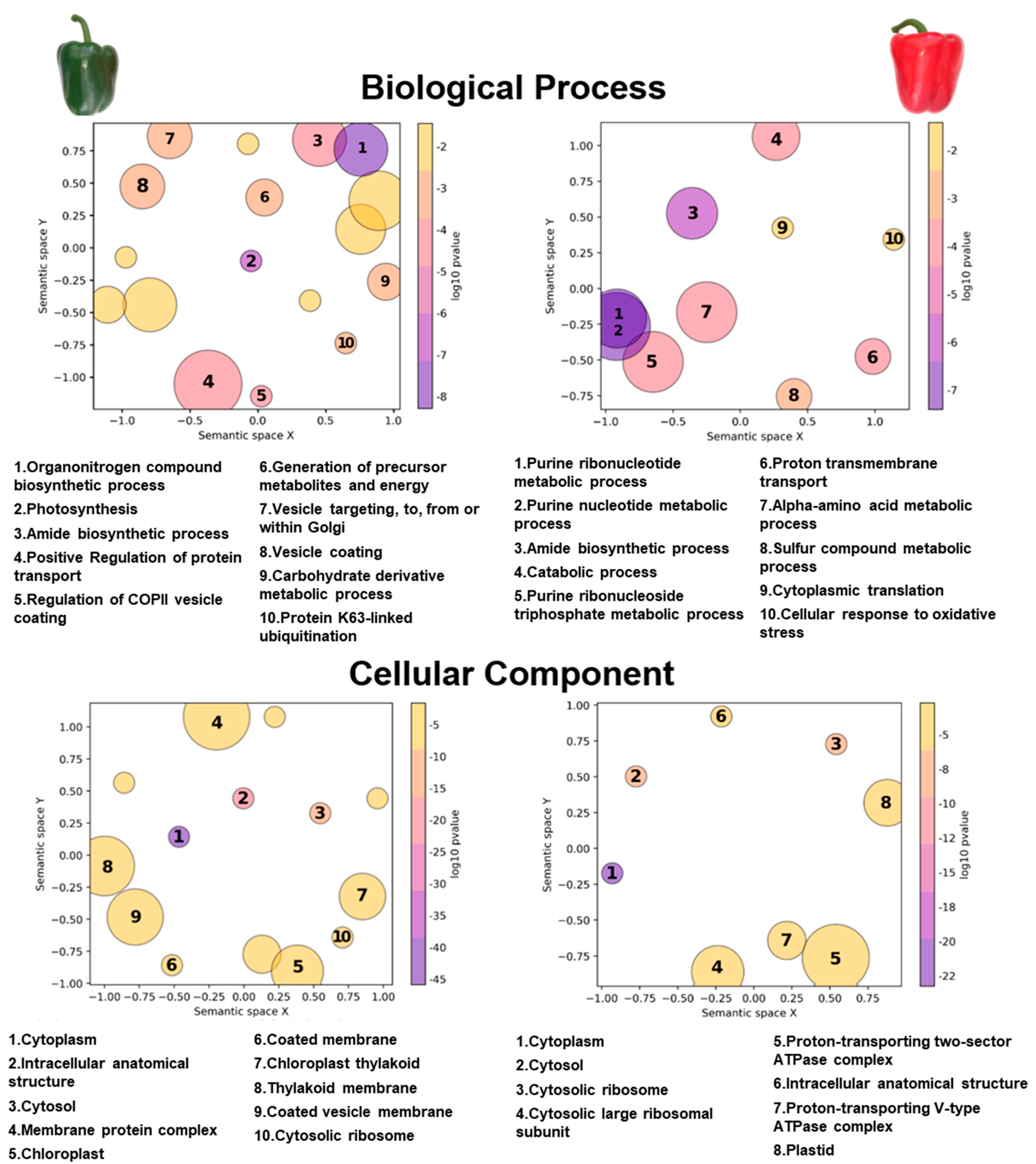Antioxidants 13 00719 g002